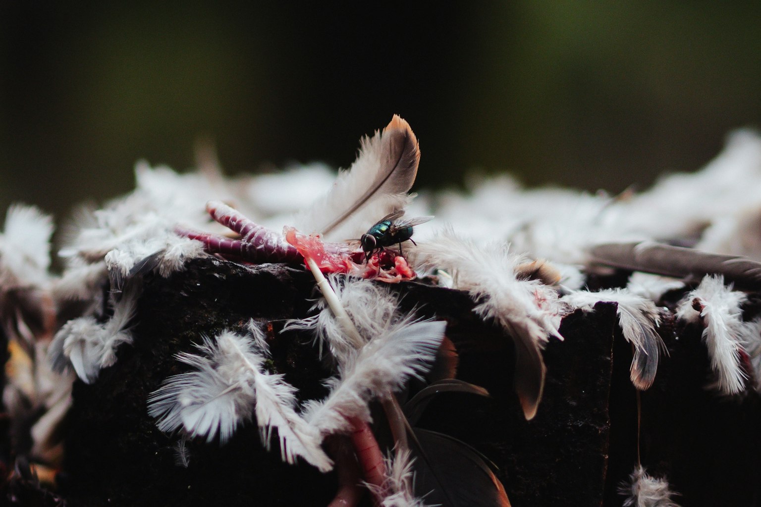 Image de plumes blanches éparpillées sur une surface en bois noir