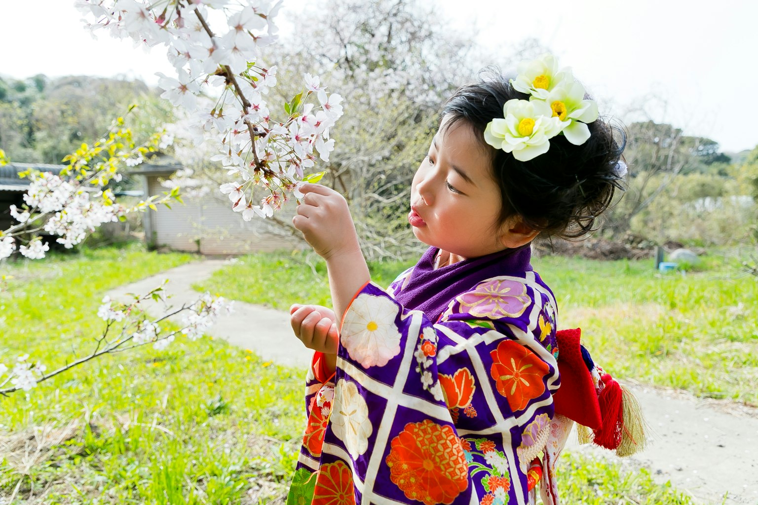 Kind im Kimono berührt Kirschblüten