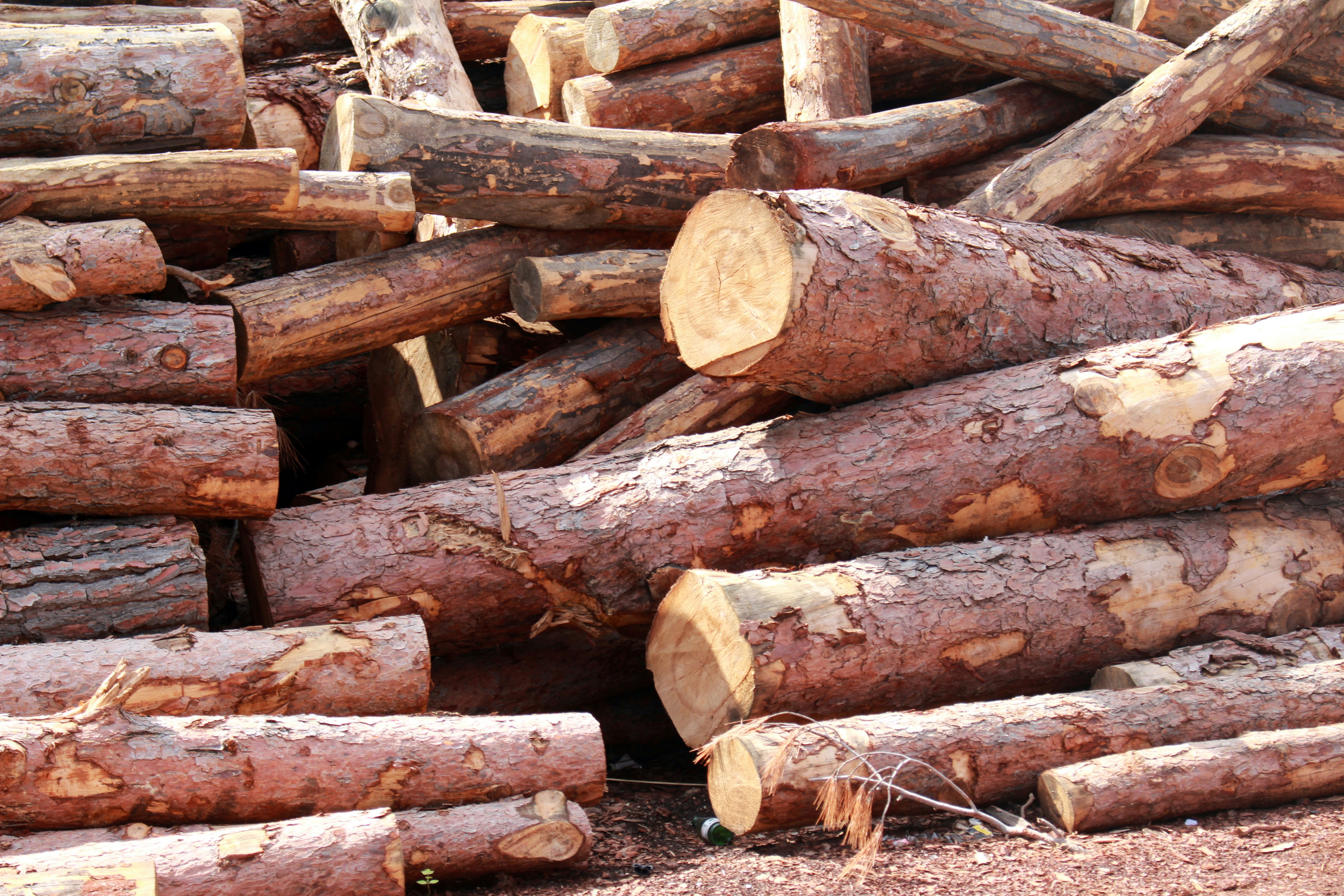 Baumstümpfe und aufgestapelte Holzstämme bereit zum Fällen