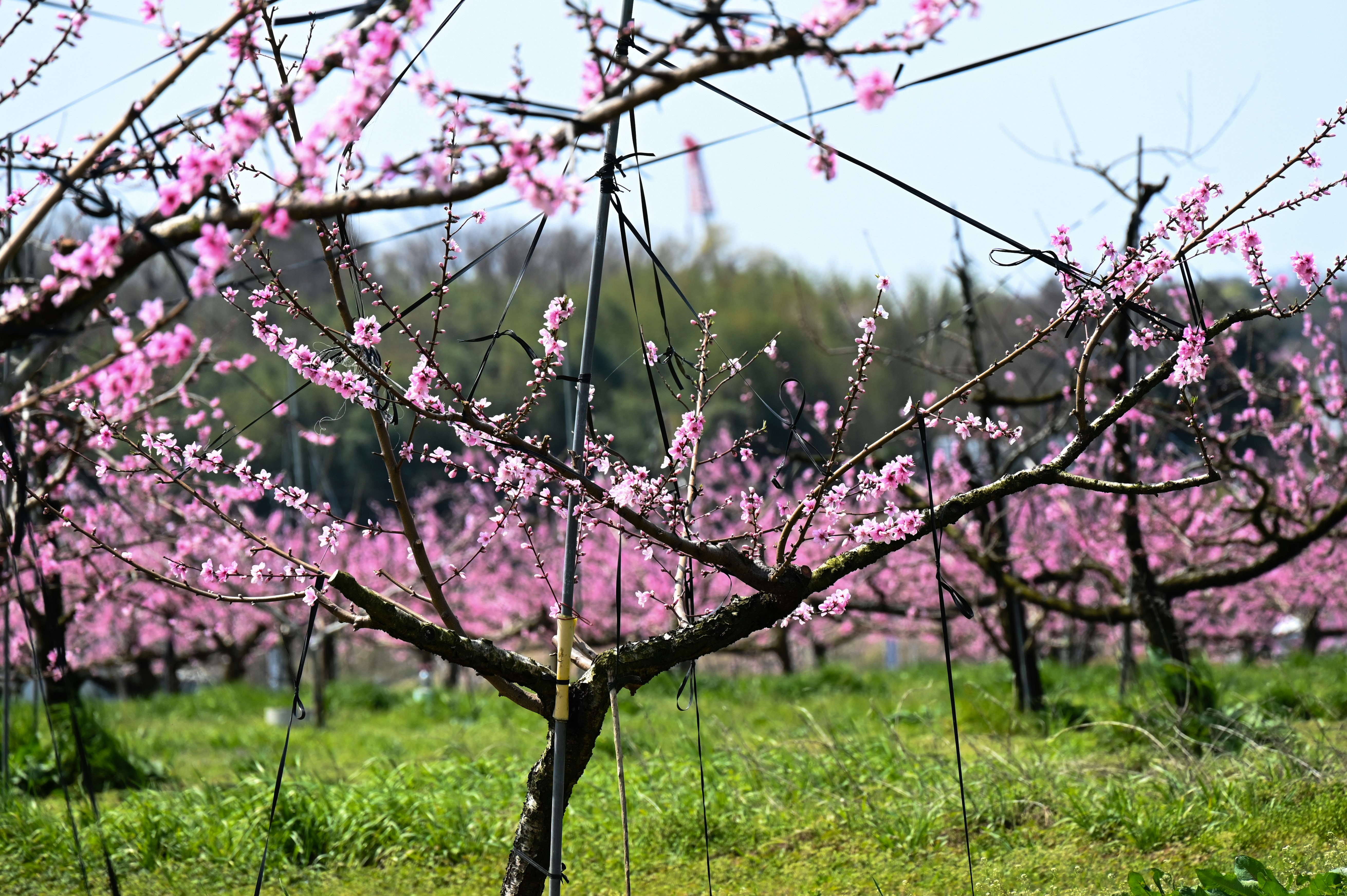 Rami di fiori di pesco in un frutteto sotto cielo azzurro