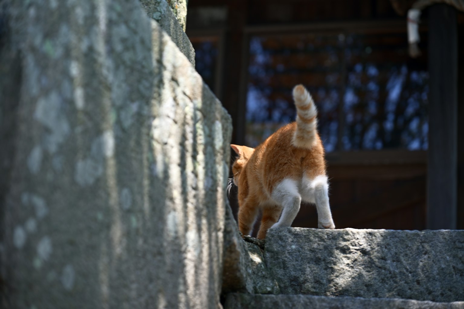 A dog climbing stone steps from behind