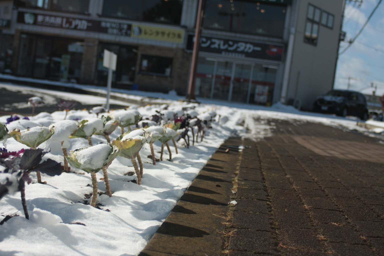 Fila di fiori coperti di neve con un negozio sullo sfondo
