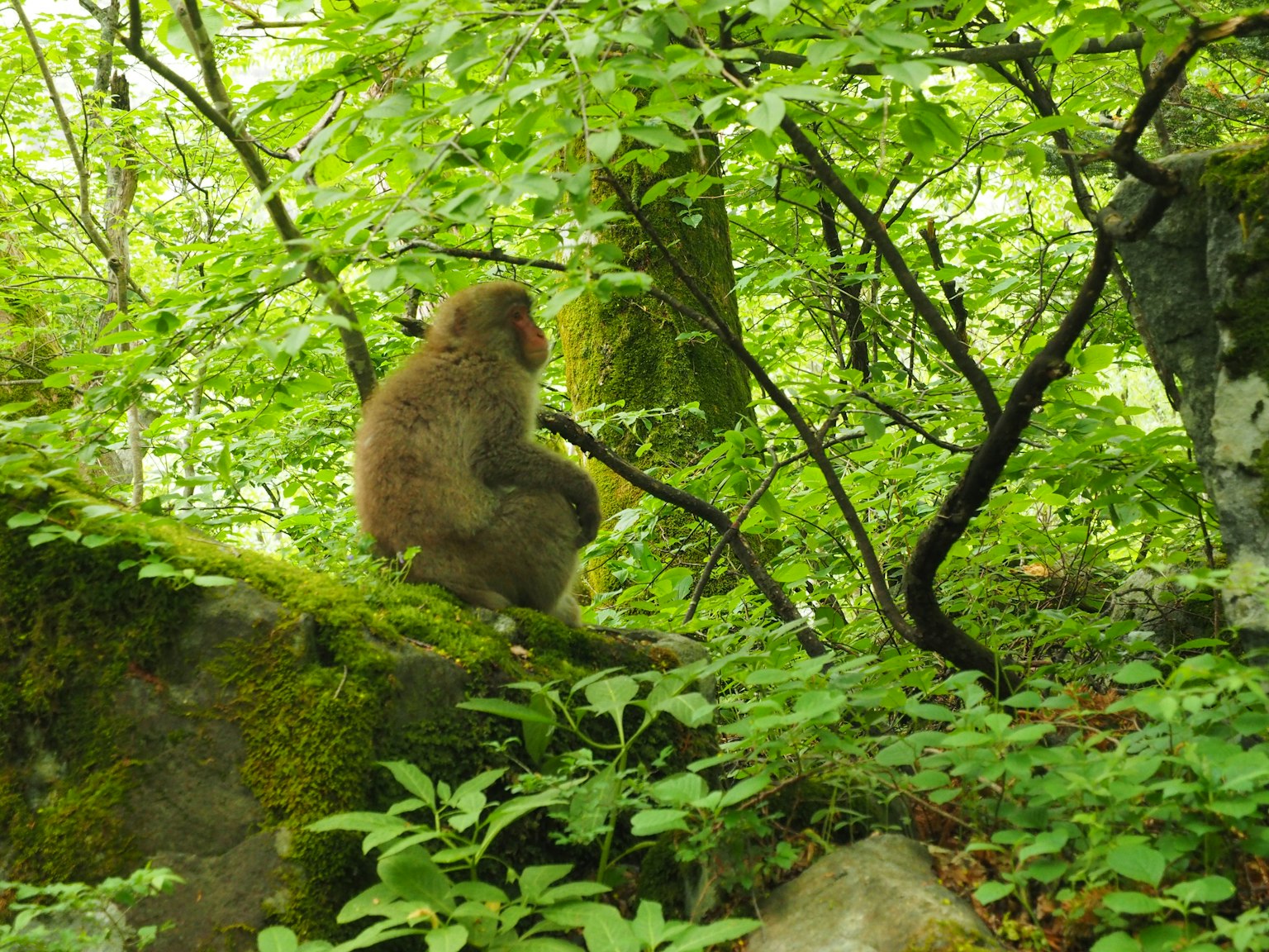 Un singe assis sur une roche dans une forêt verdoyante