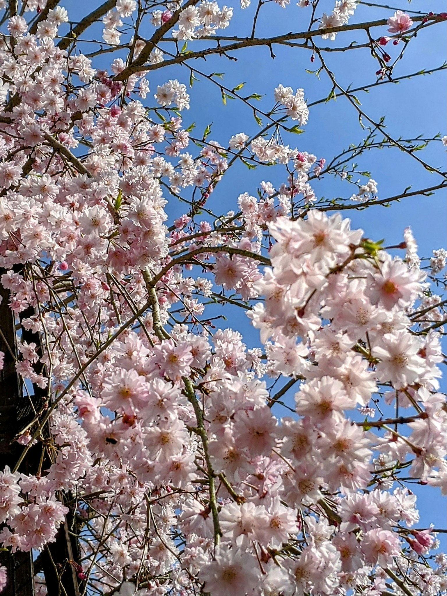 Zweige eines Kirschbaums mit rosa Blüten vor blauem Himmel