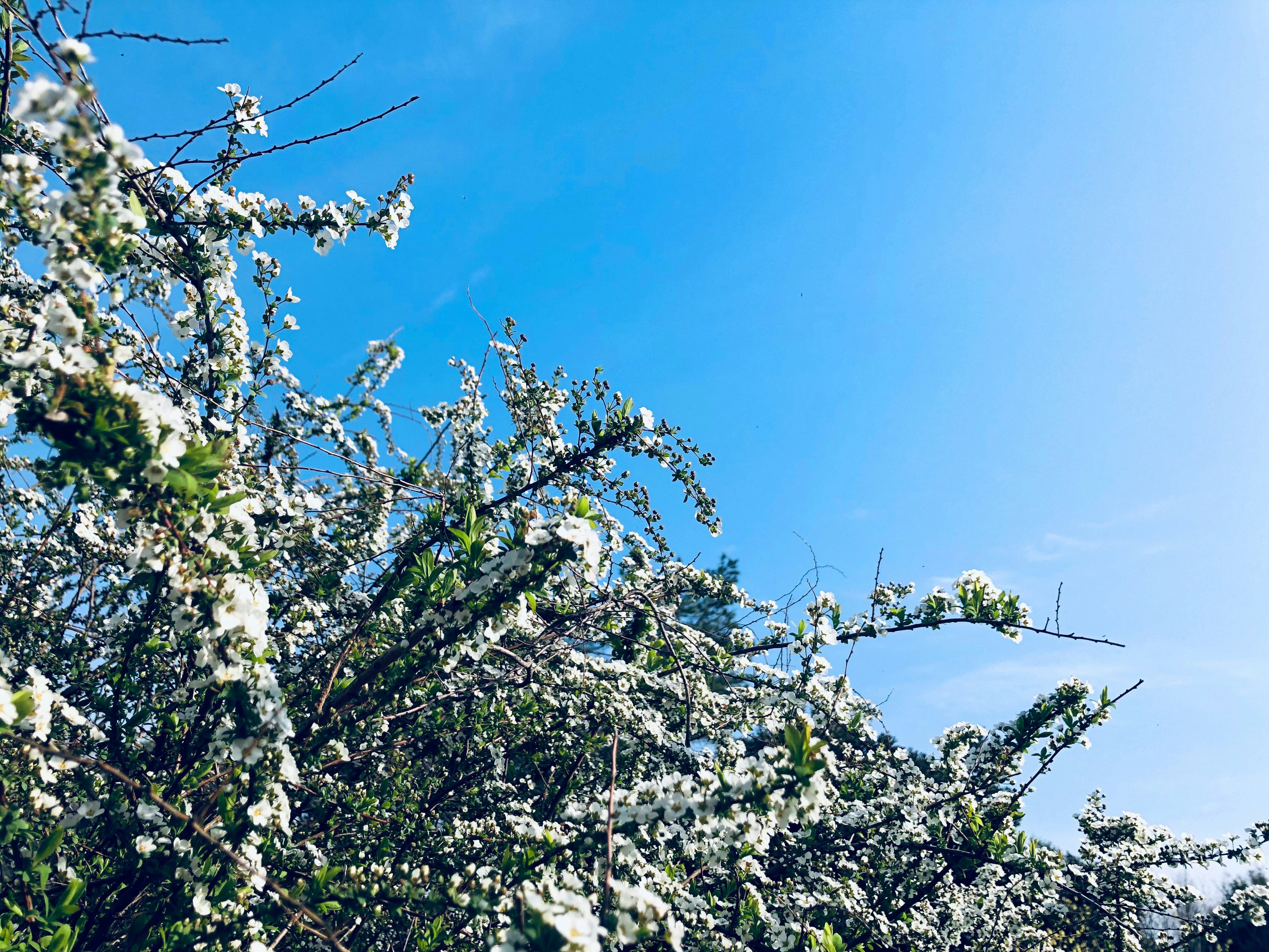 white blossoms on branches against a blue sky