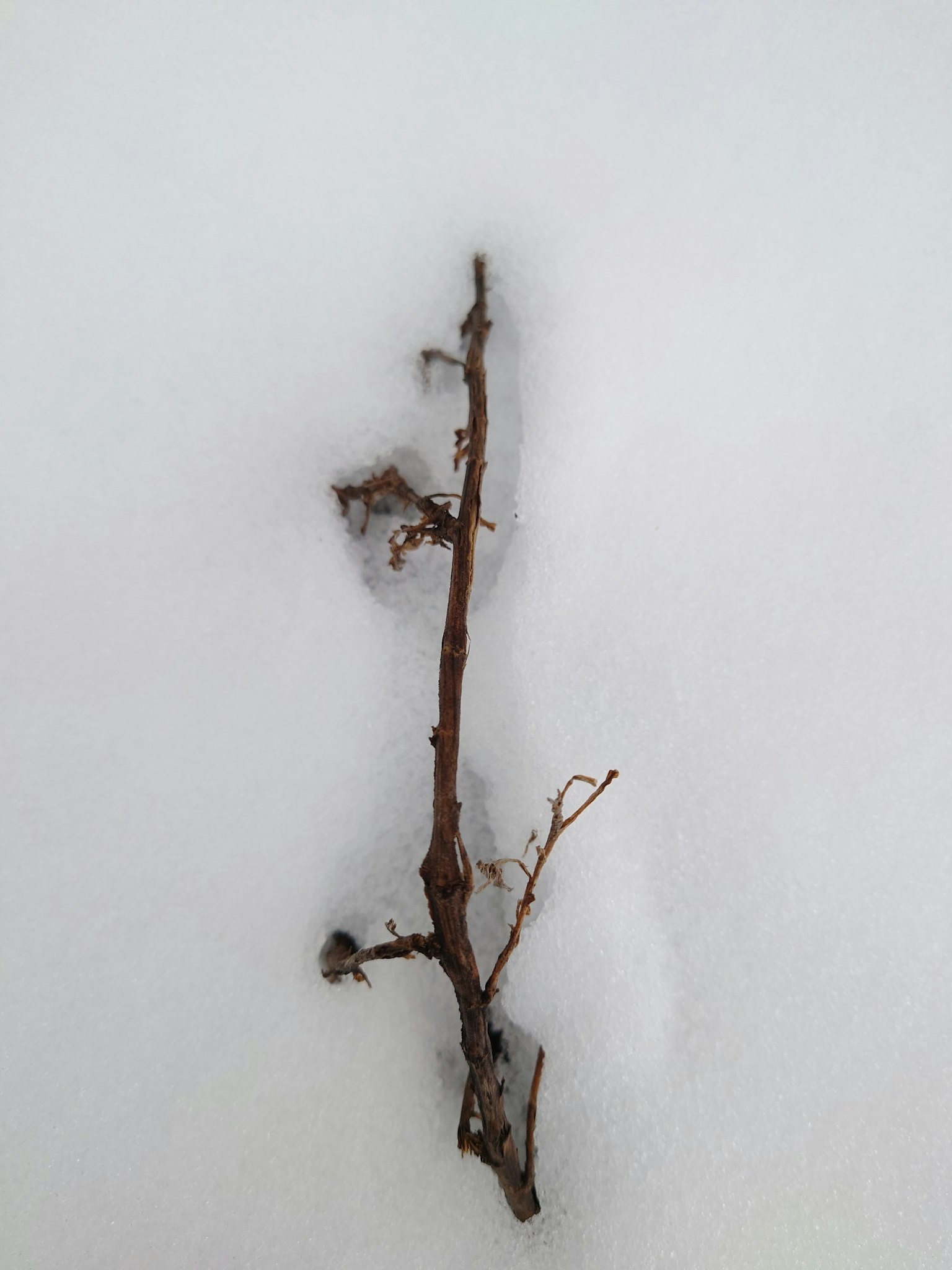 A thin branch lying on white snow