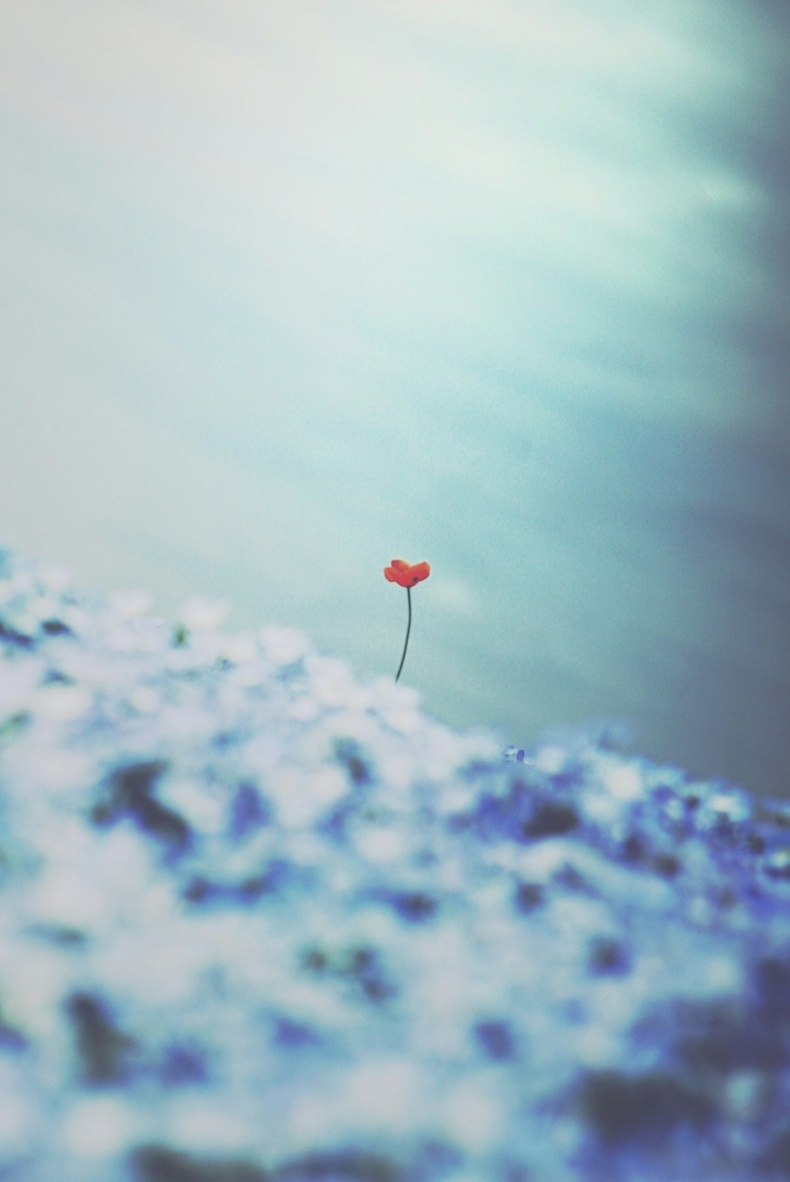 Une magnifique fleur rouge se détache sur un fond bleu doux