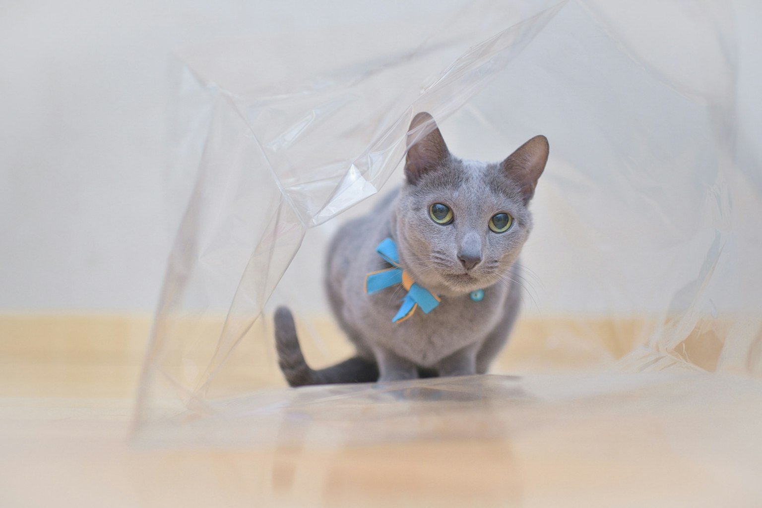 灰色猫在透明塑料袋里戴着蓝色蝴蝶结