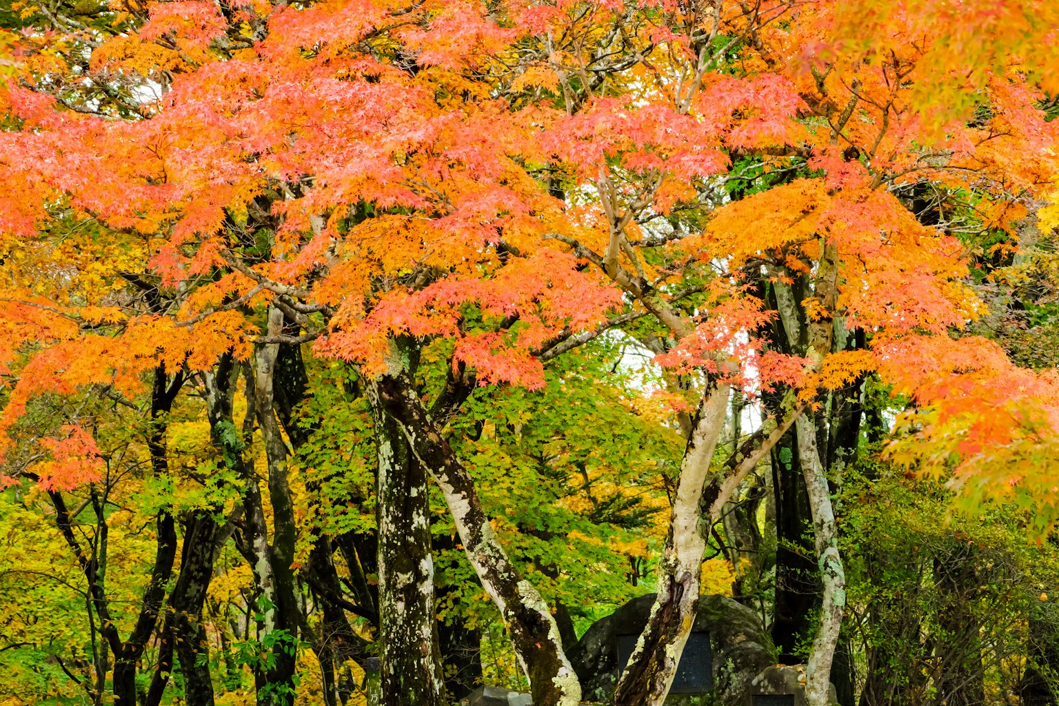 Feuillage d'automne vibrant avec des arbres colorés