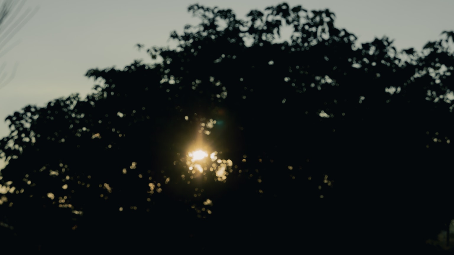 Silhouette of trees with the sunset shining through