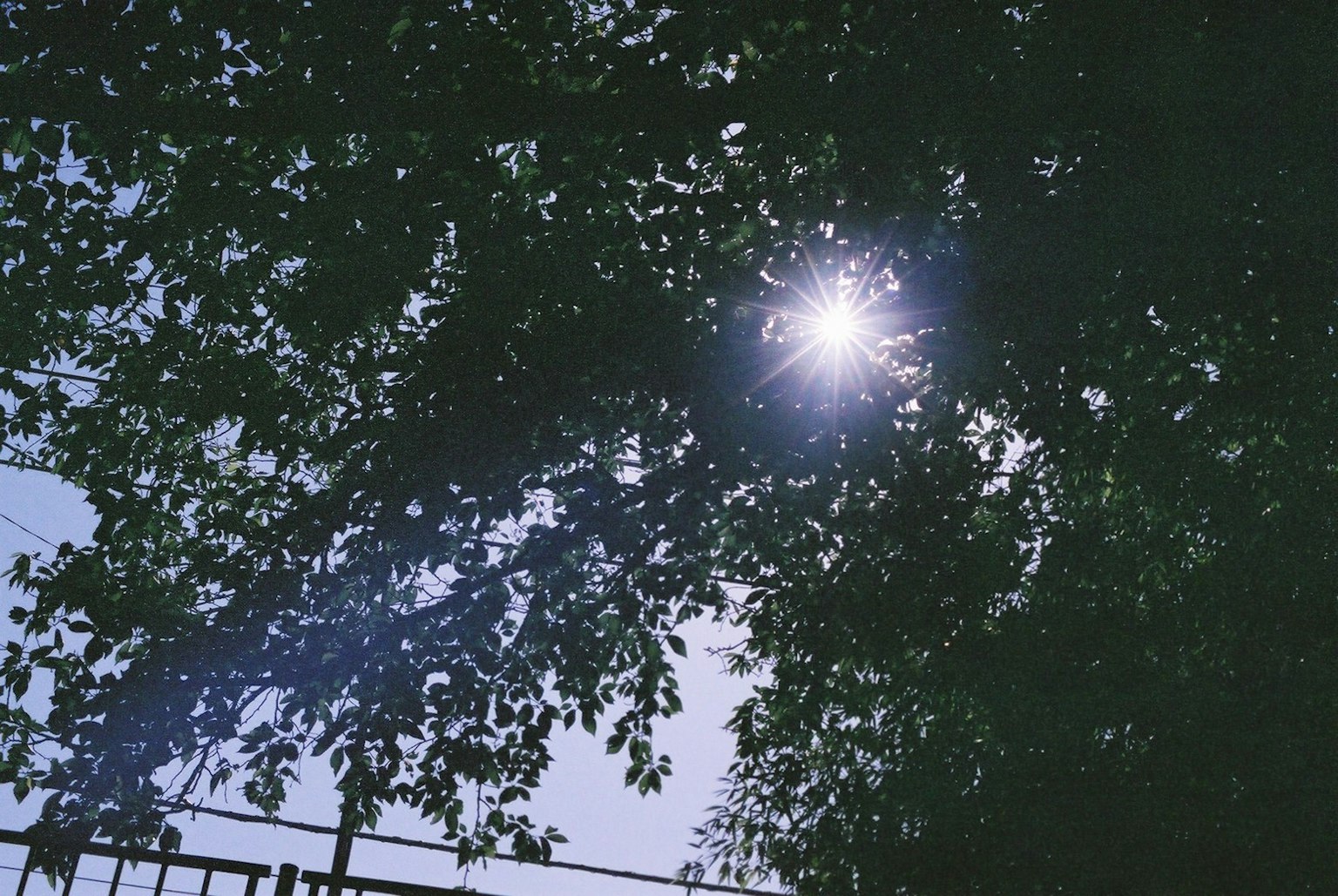 Sunlight filtering through tree leaves with silhouettes