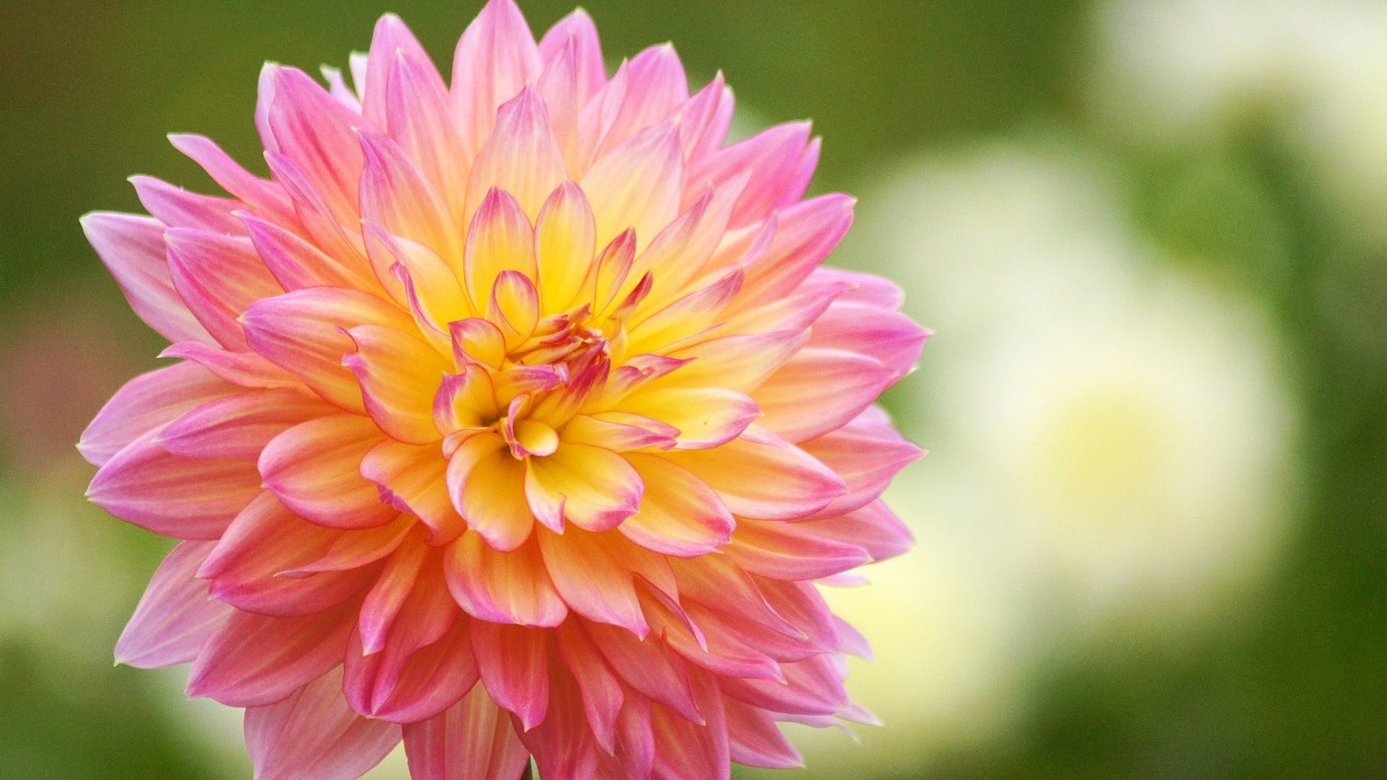 Gros plan d'une belle fleur de dahlias rose et jaune