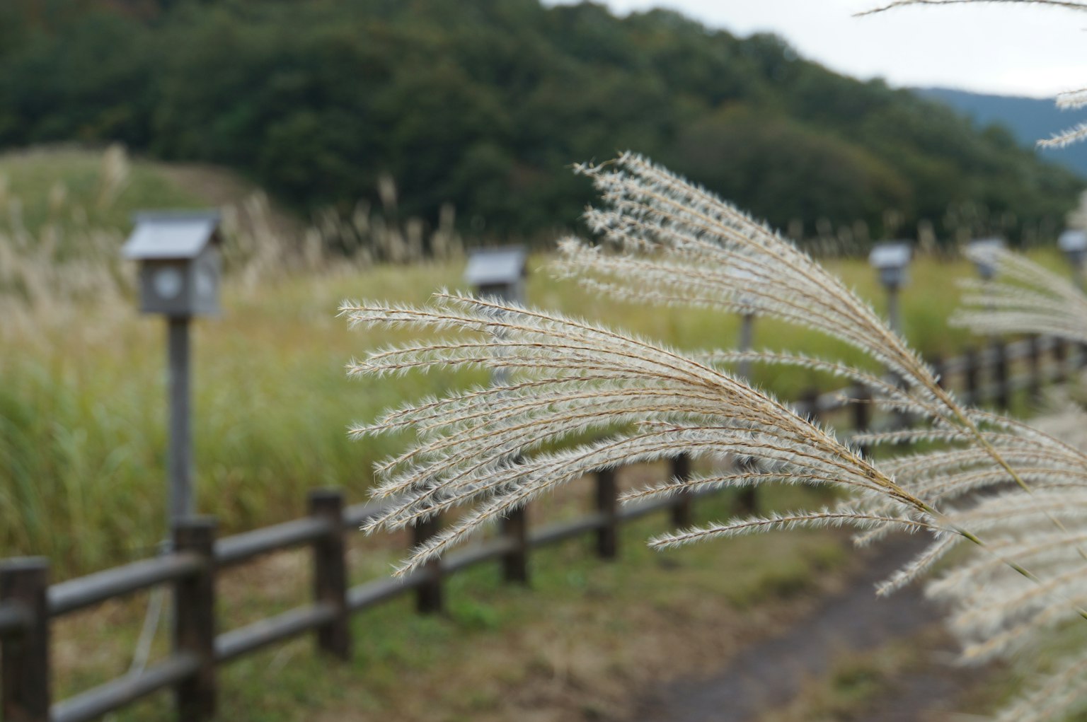 Une vue pittoresque d'herbes ondulant dans une belle prairie