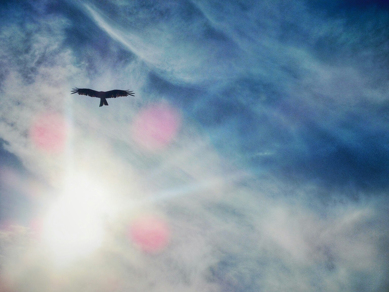 Bird soaring in a bright sky with colorful clouds