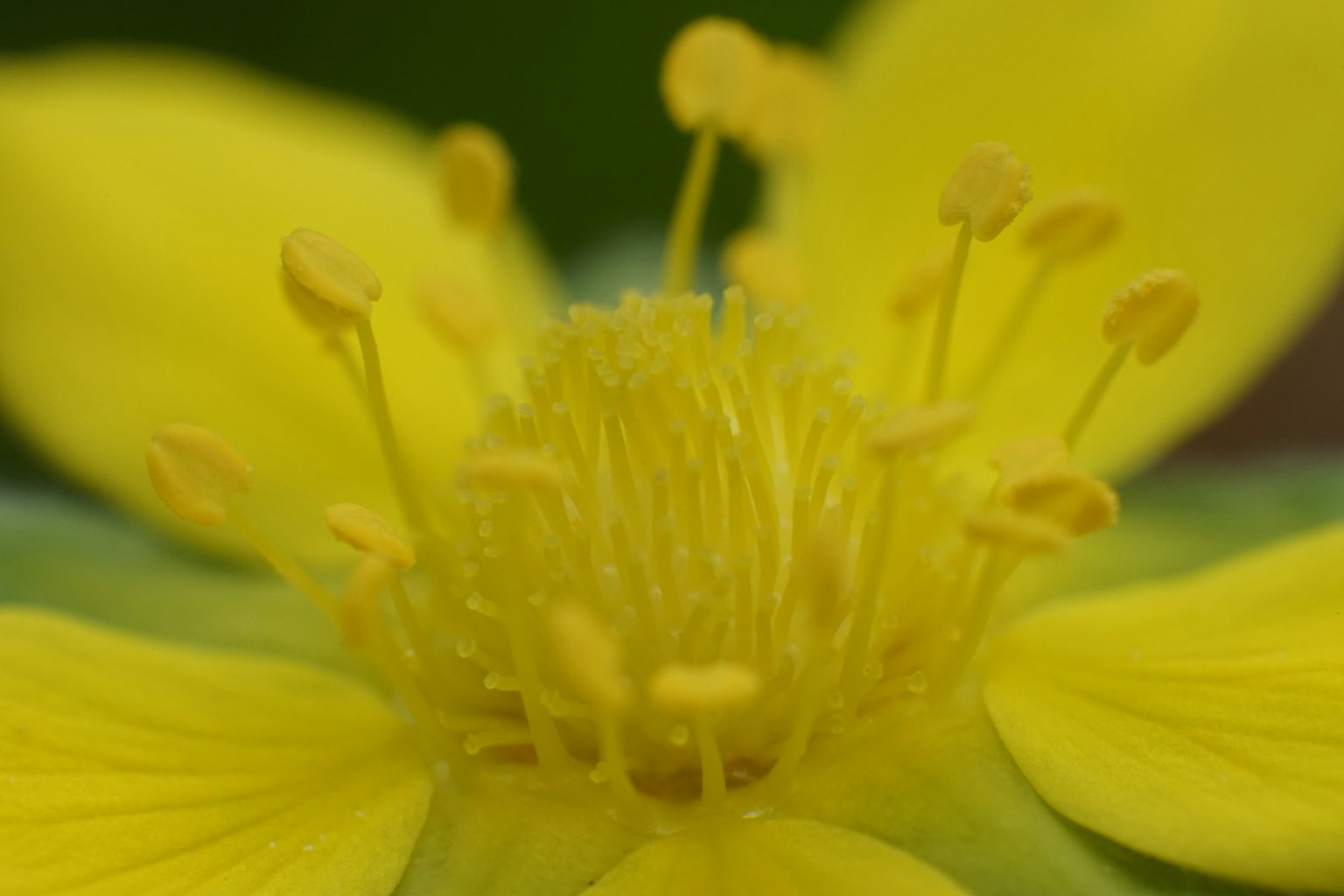 Nahaufnahme einer lebhaften gelben Blume mit Staubblättern und Fruchtblättern
