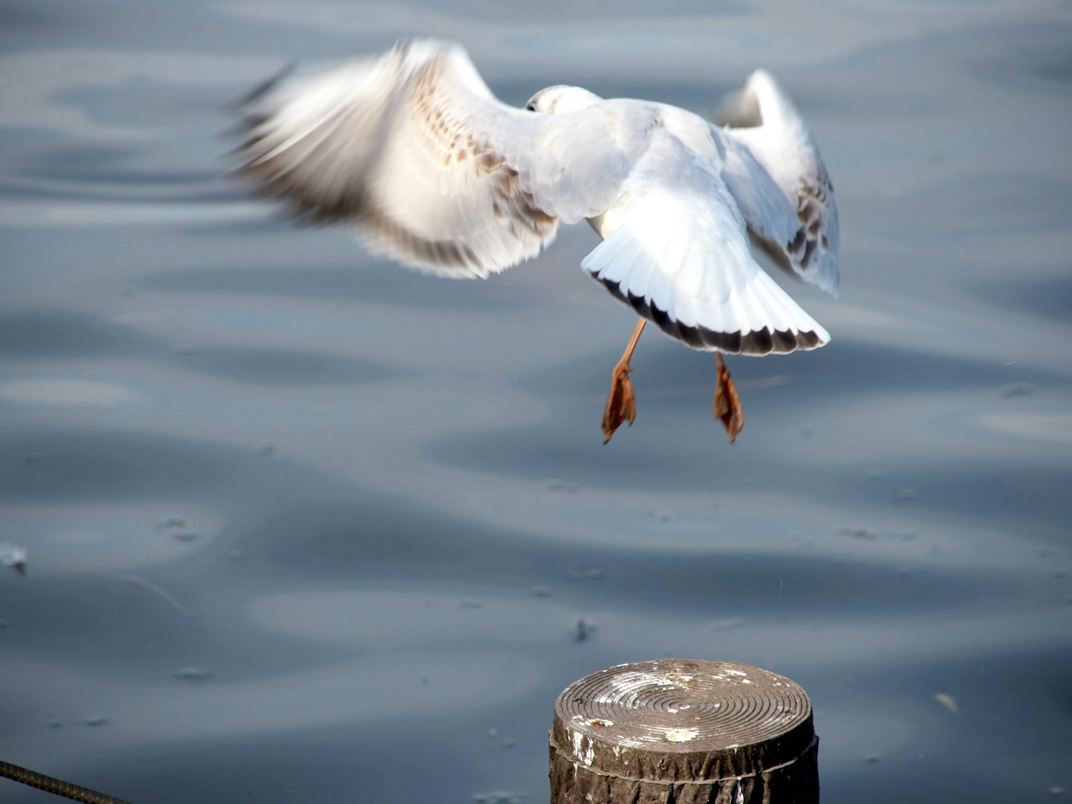 Una gaviota blanca despegando de un poste sobre el agua