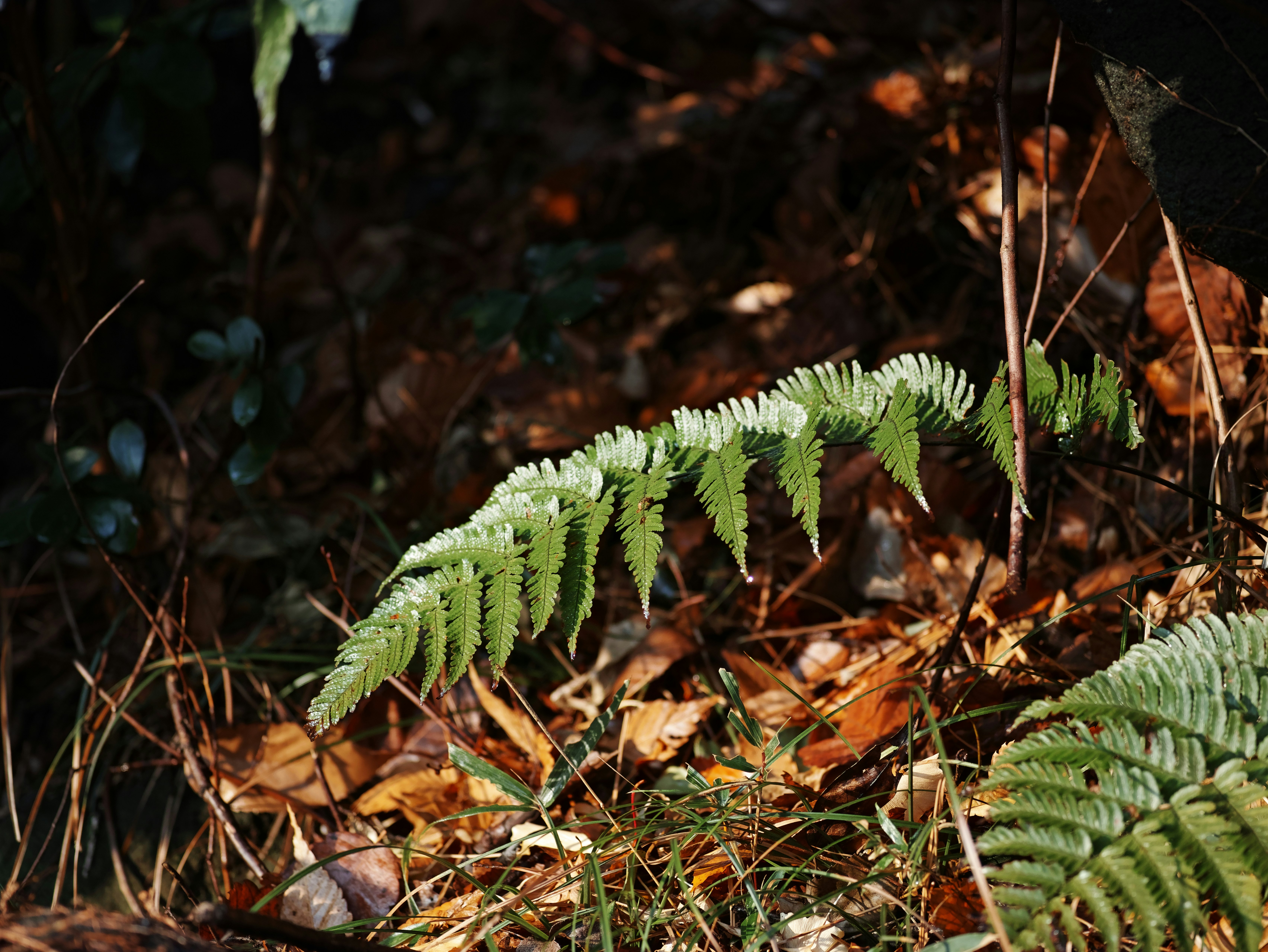 森の落ち葉の上に広がるシダの新芽