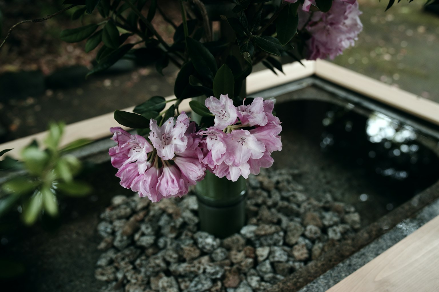Un giardino con un albero di fiori rosa circondato da piccoli sassi
