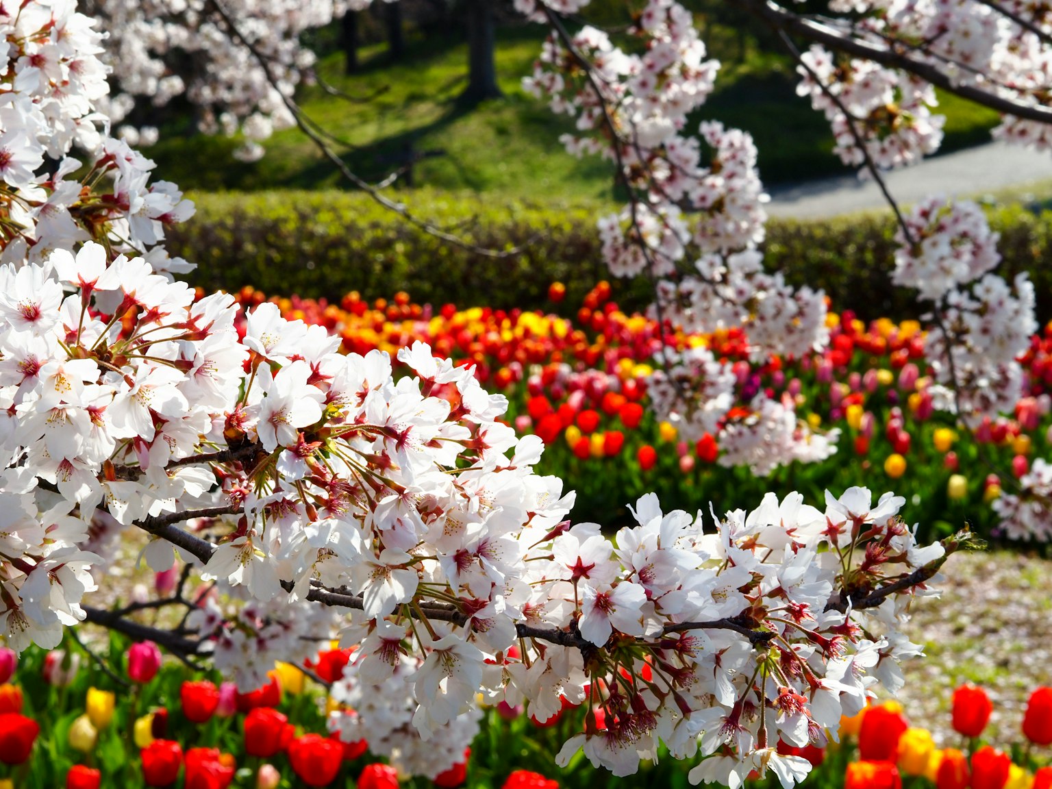 Fiori di ciliegio e tulipani vibranti in un giardino