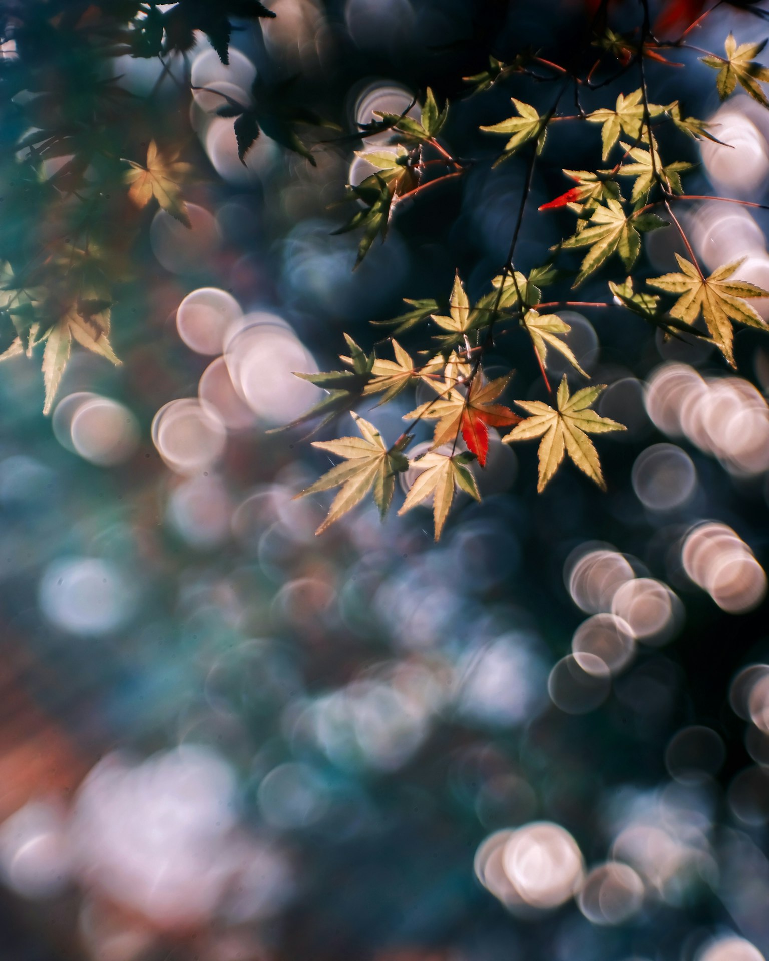 Hojas de otoño coloridas con un fondo borroso de luces bokeh