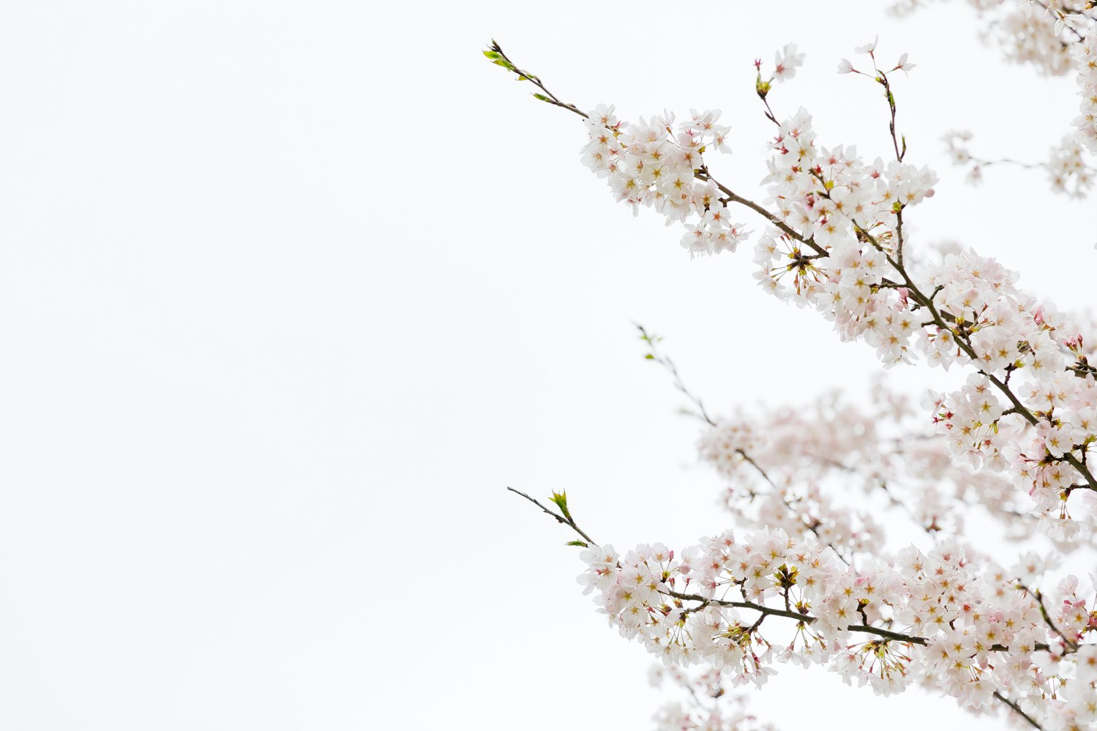 Kedekatan cabang bunga sakura dengan bunga halus warna pastel lembut musim semi