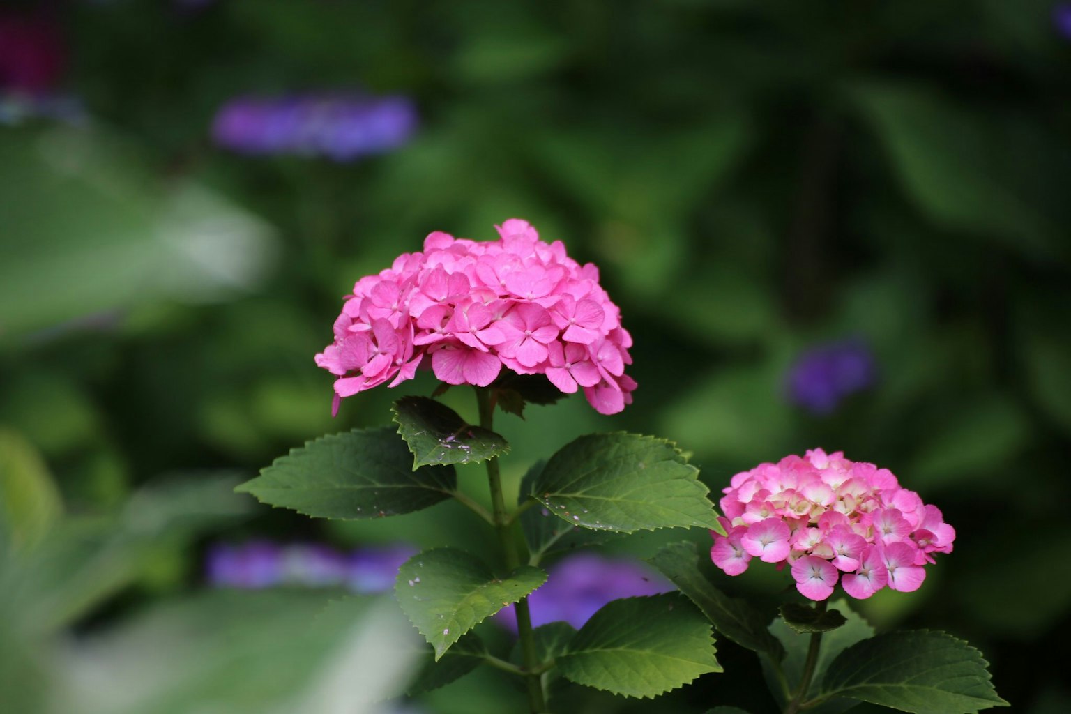 Close-up of vibrant pink flowers on a plant