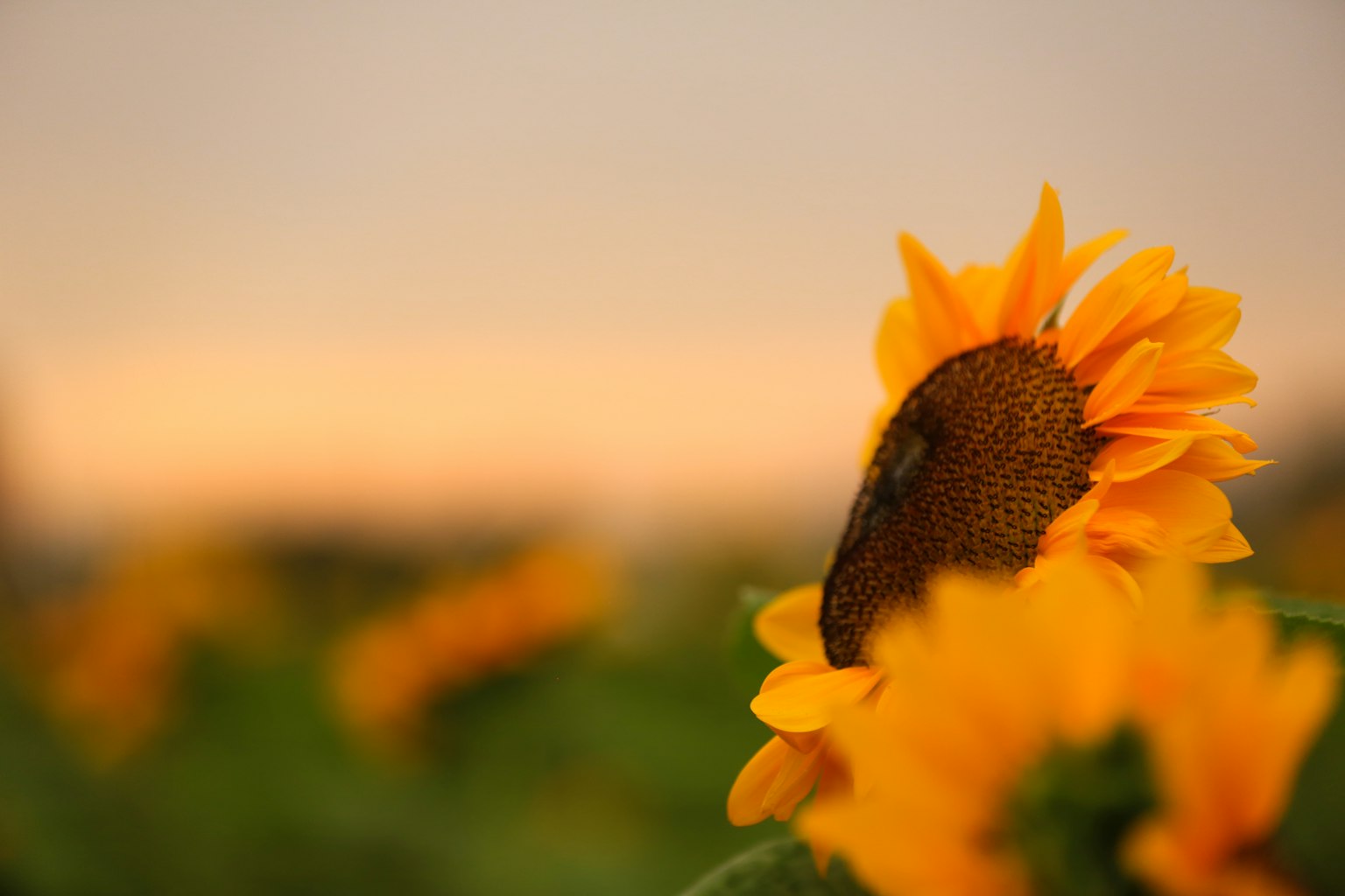 Primo piano di un girasole con sfondo di tramonto