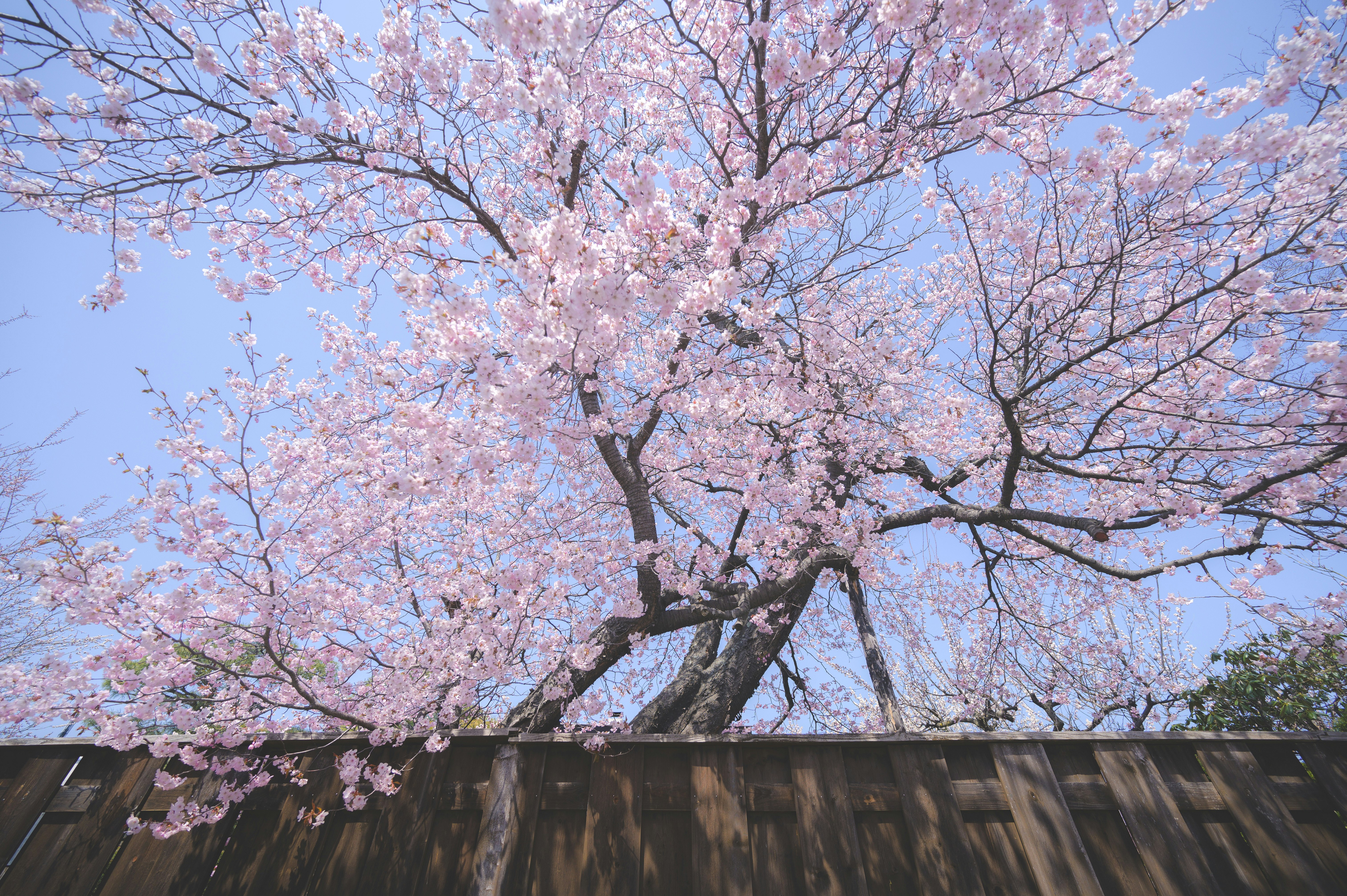 春爛漫の桜が咲く木と青空
