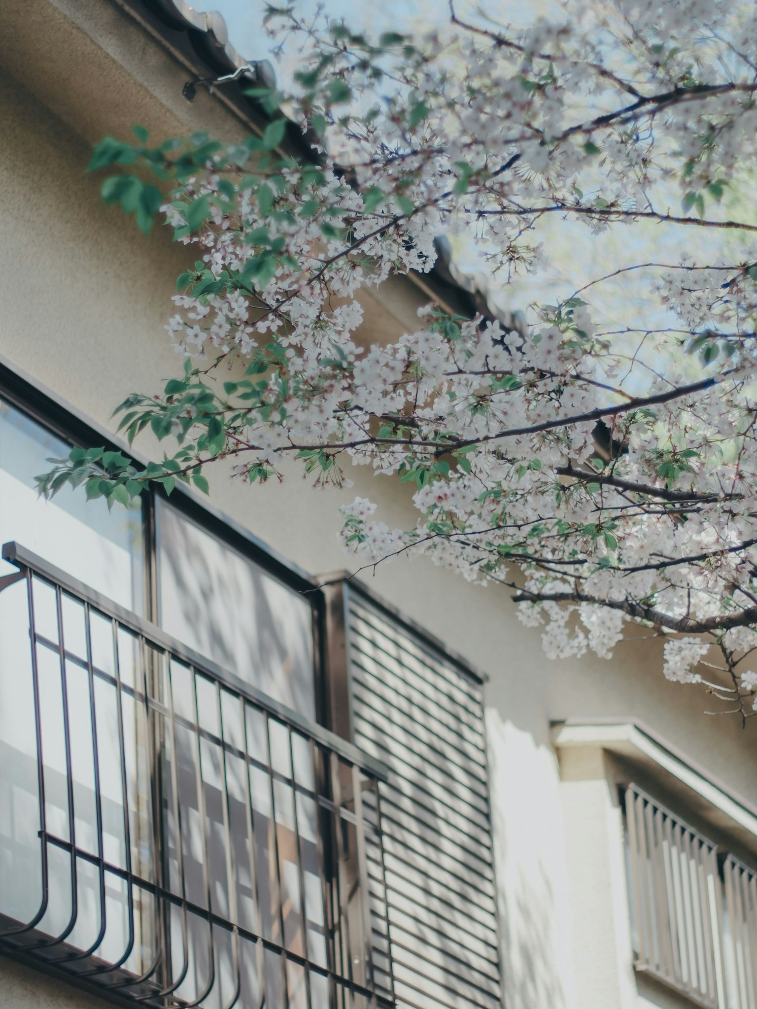 Exterior de una casa con un balcón adornado con flores de cerezo