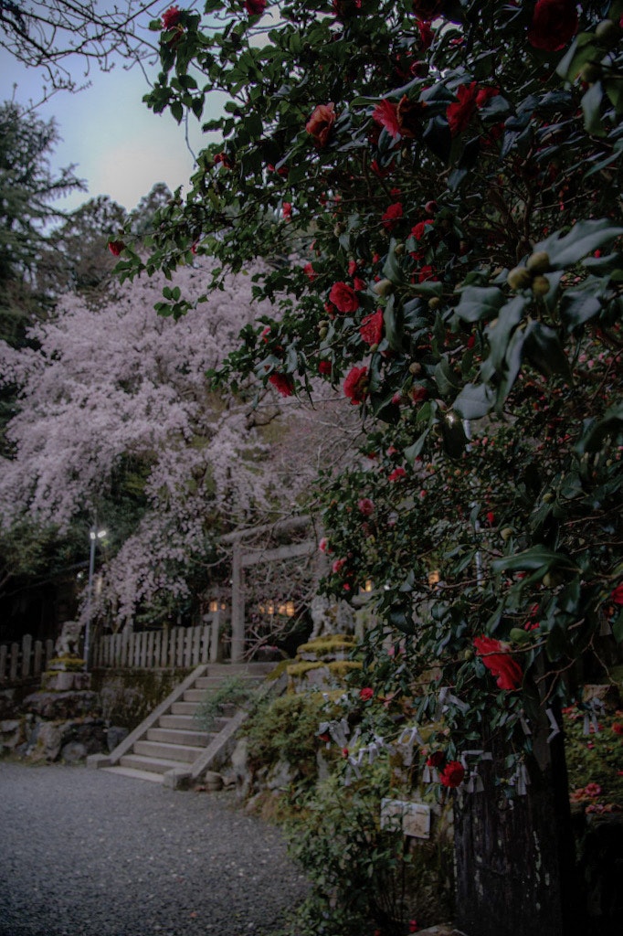 椿と桜が咲く庭の小道