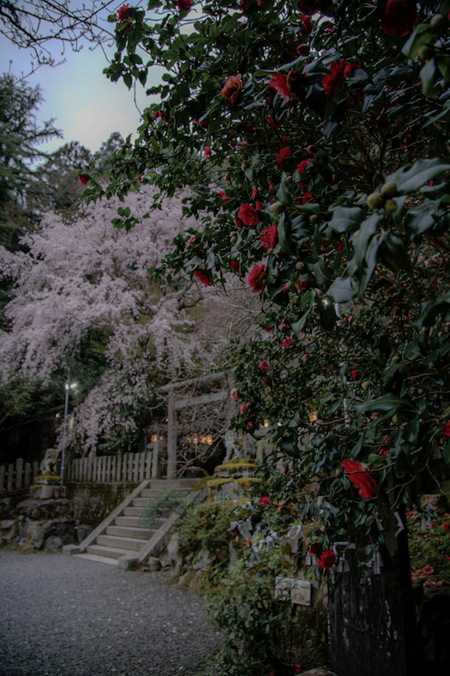 Scenic view of a shrine surrounded by cherry blossoms and red flowers