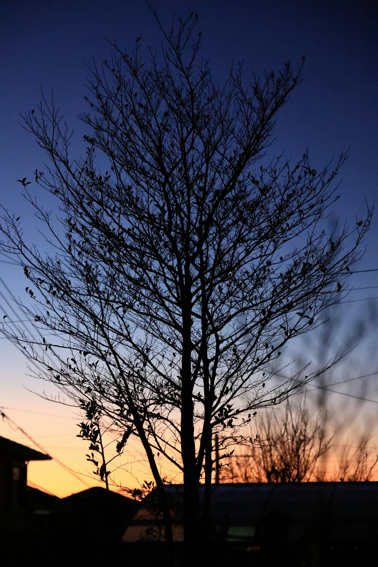 Silhouette eines Baumes vor einem Dämmerungshimmel mit einem Haus