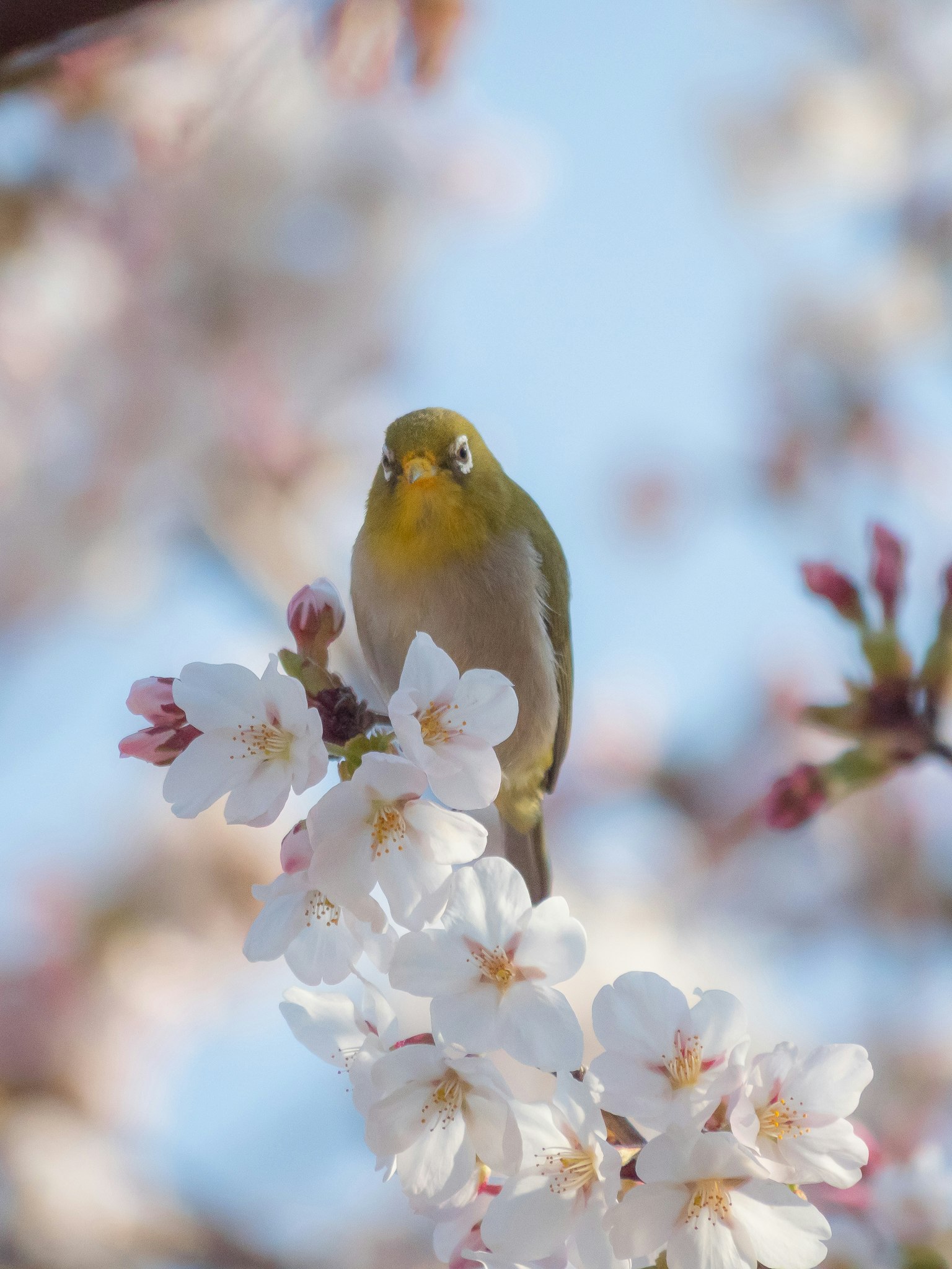 Kleiner grüner Vogel auf Kirschblüten