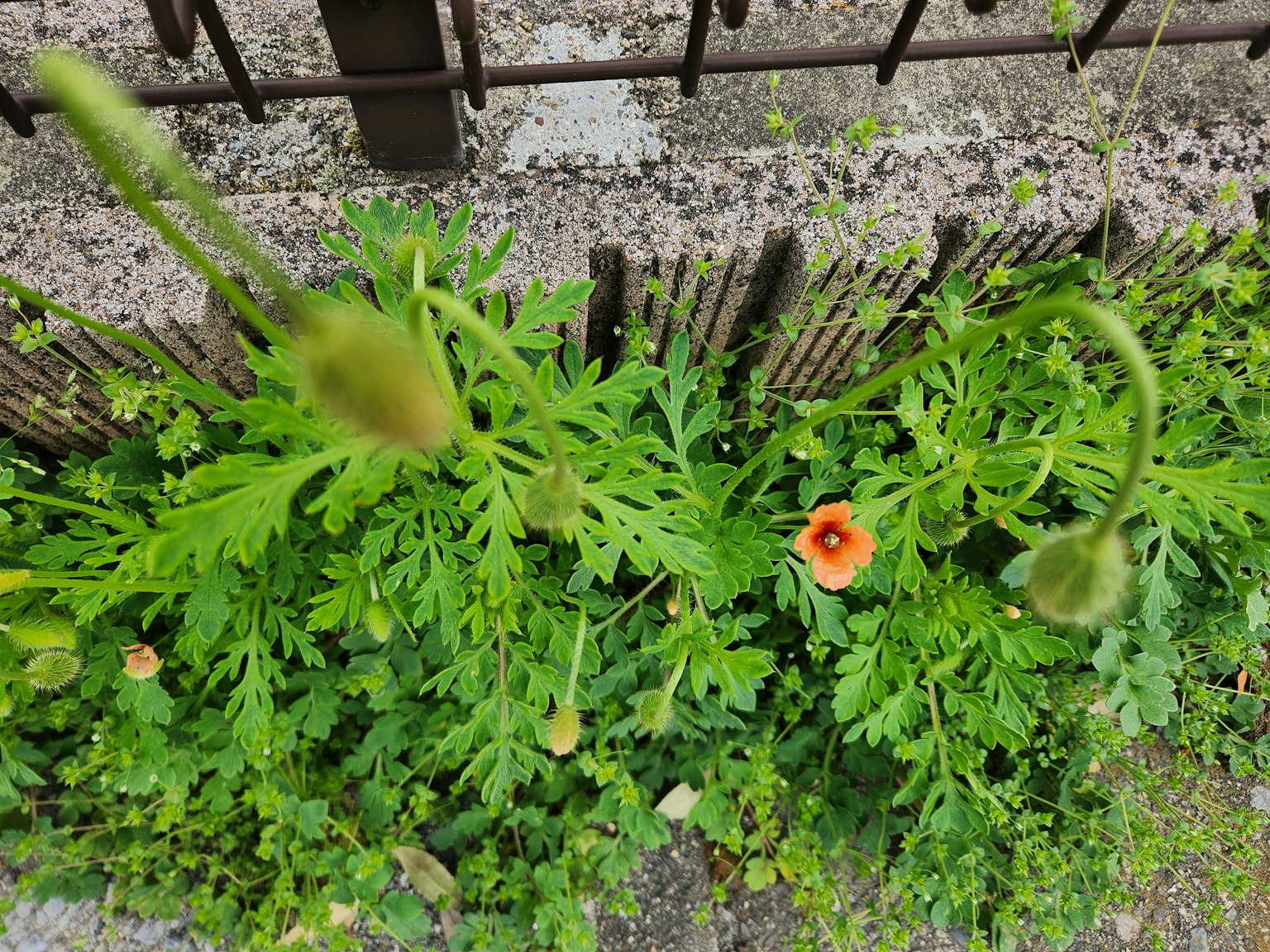从上方看绿色叶子和橙色花朵的花园植物