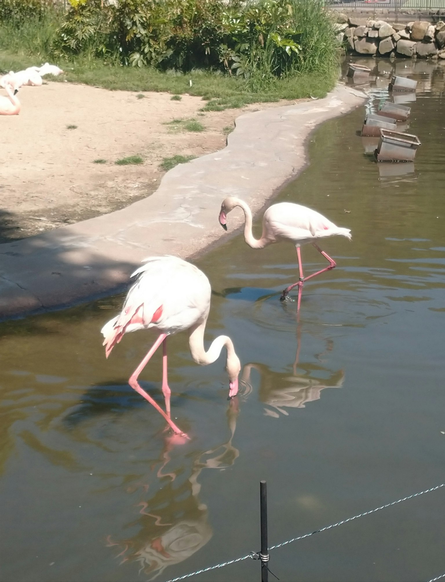 Flamants roses marchant dans un étang avec des reflets