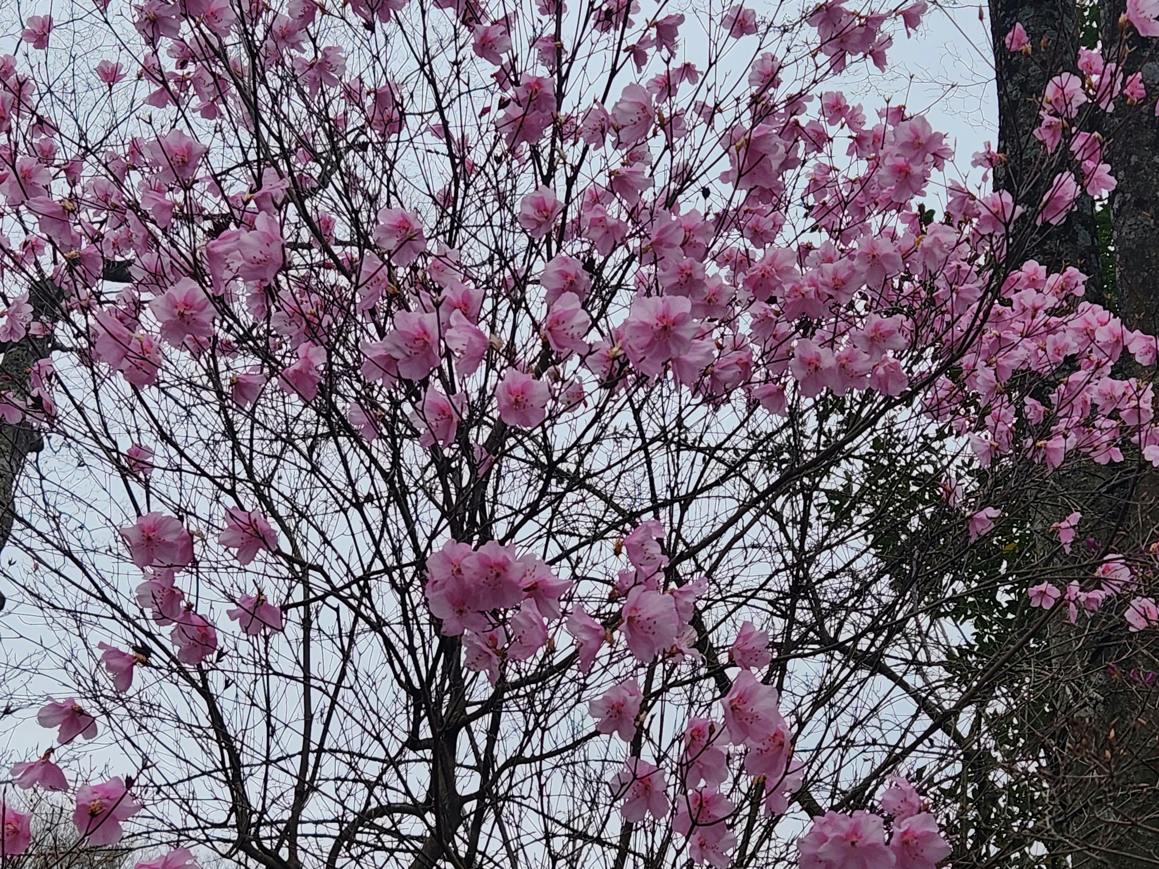 ピンクの花が咲く桜の枝と青空の空