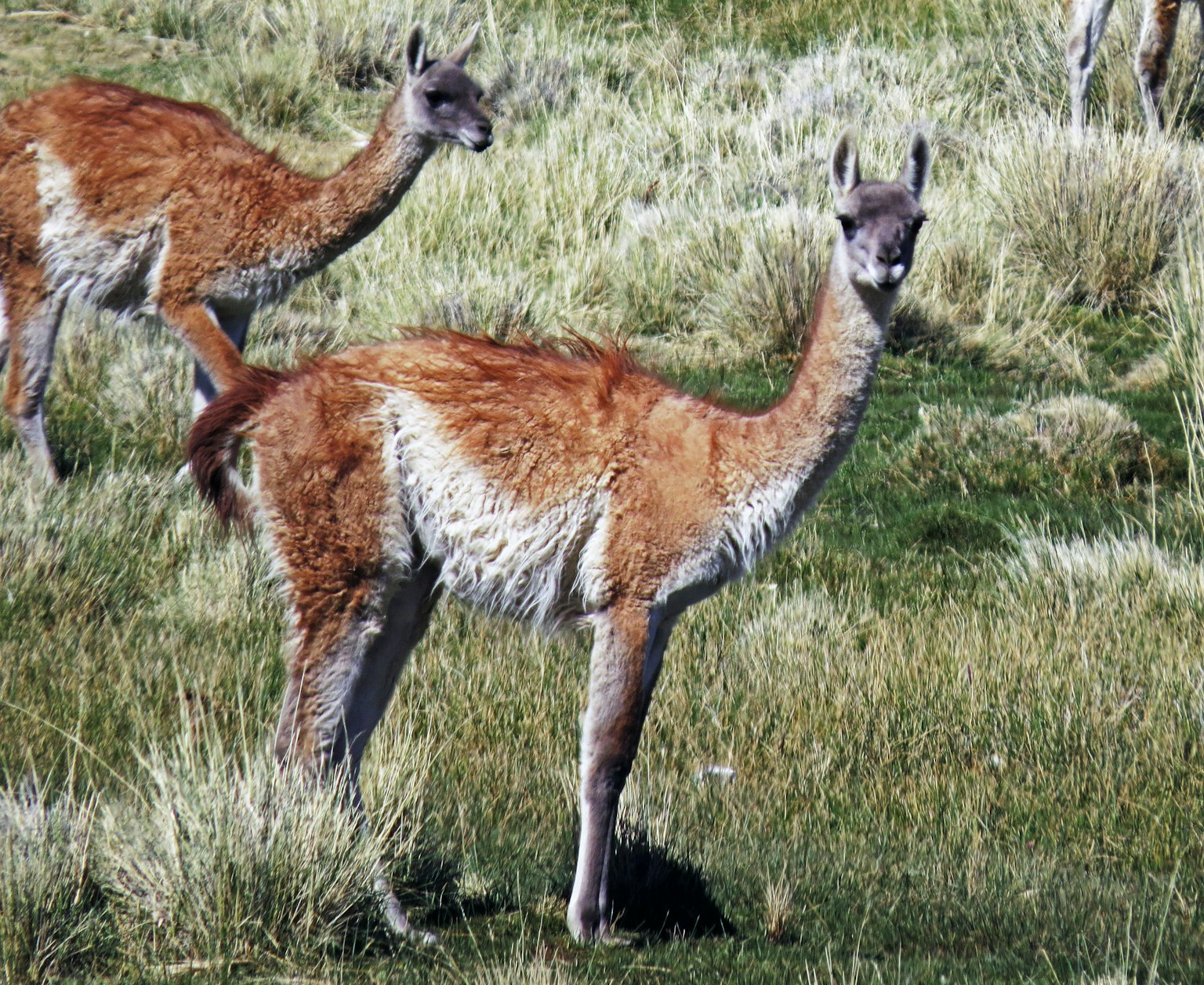 Beberapa guanaco berdiri di padang rumput