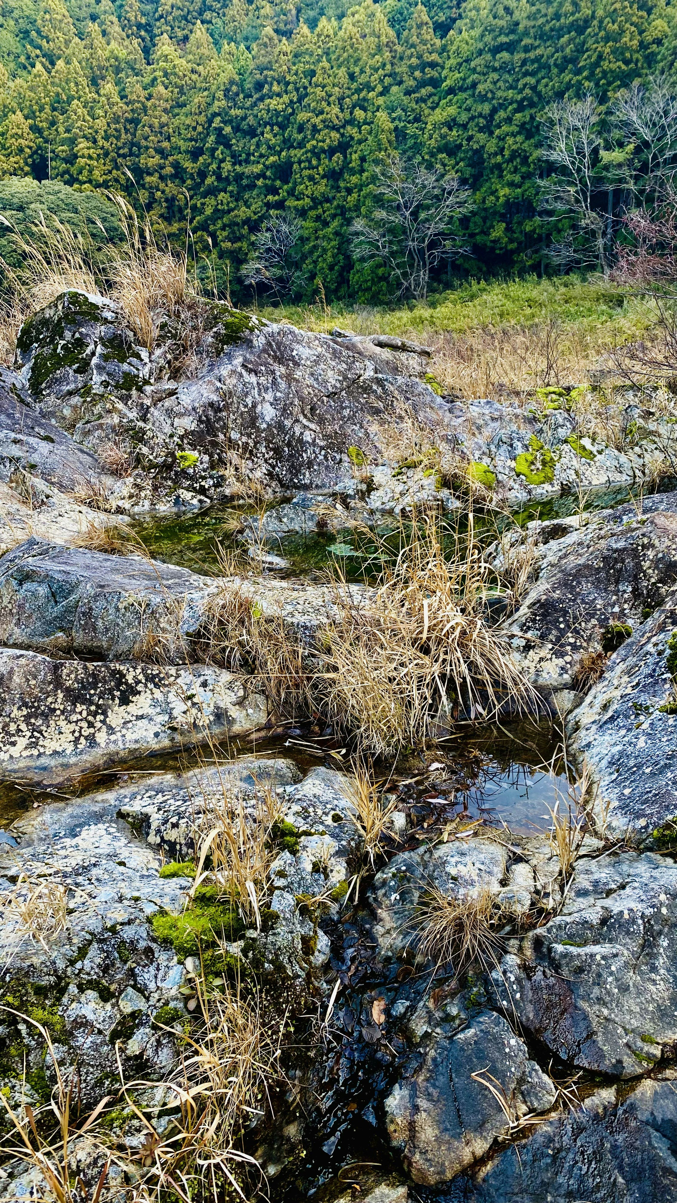 岩石间生长的草丛与远处森林的自然景观