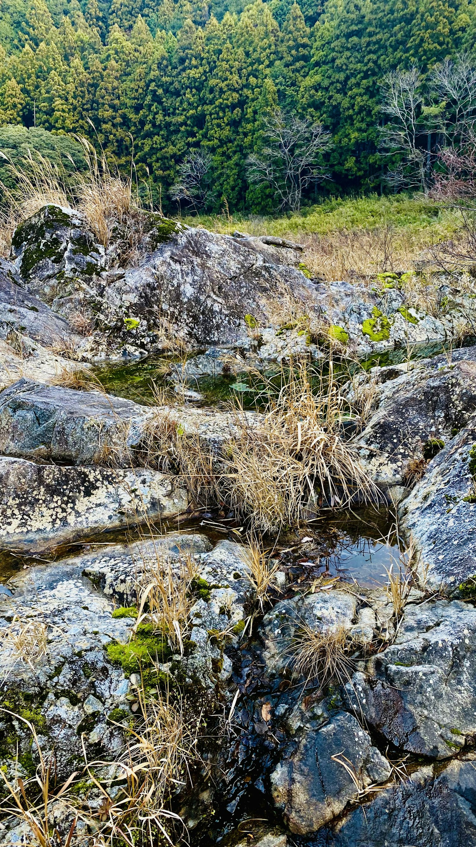 Naturlandschaft mit Felsen, Gras und Bäumen im Hintergrund