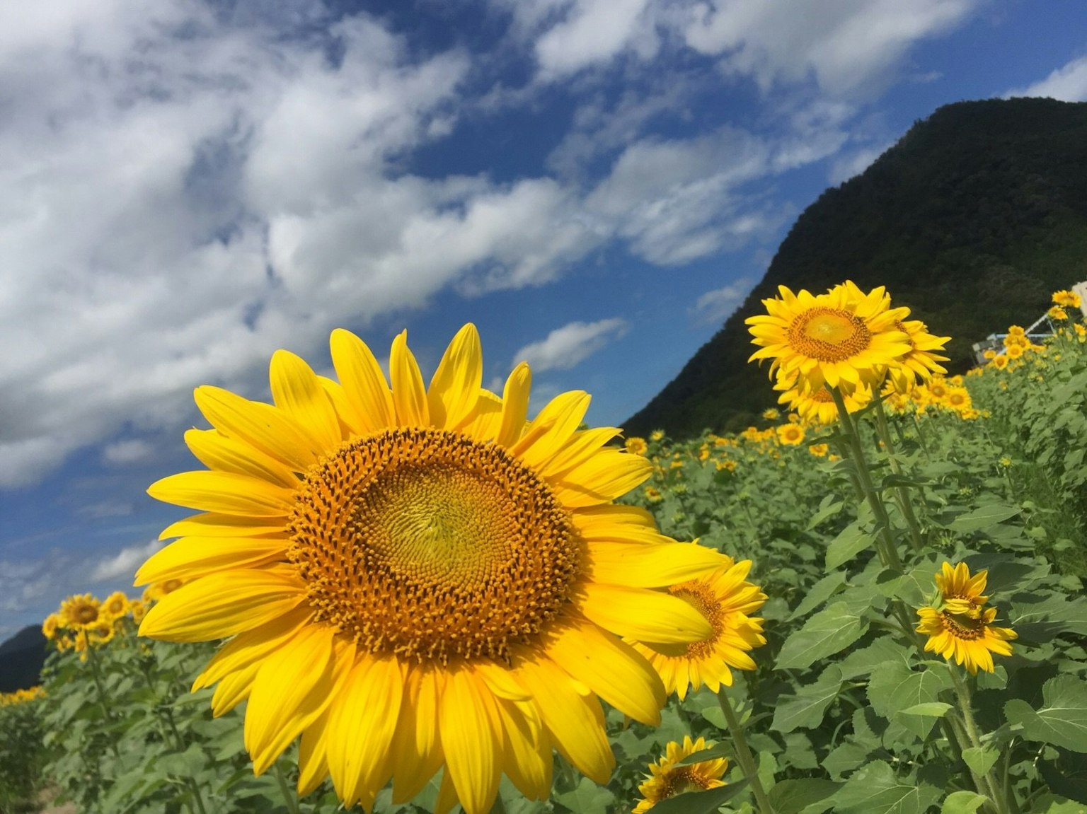 Girasoli luminosi che fioriscono in un campo sotto un cielo blu