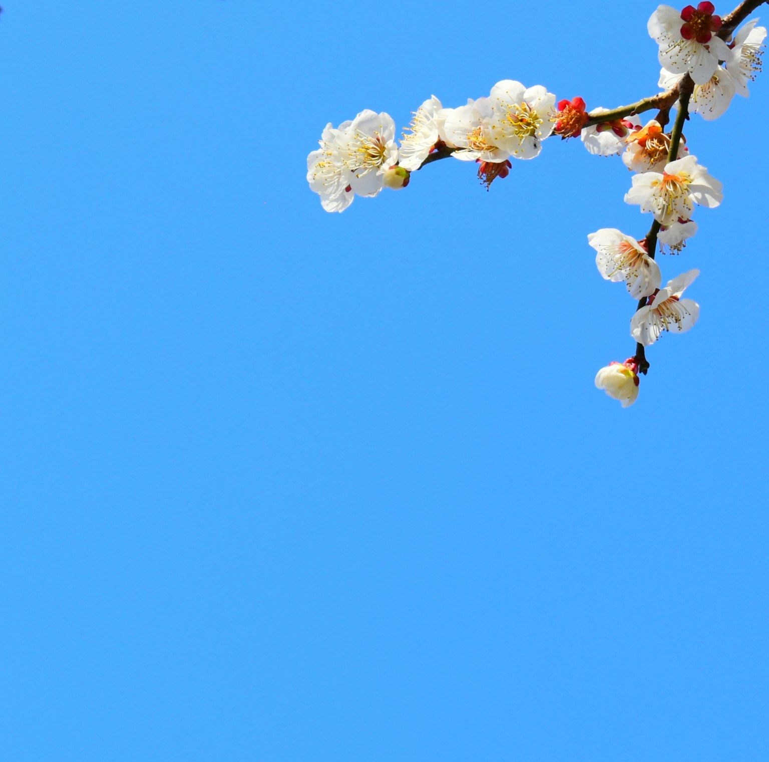 Ramo di fiori bianchi contro un cielo blu