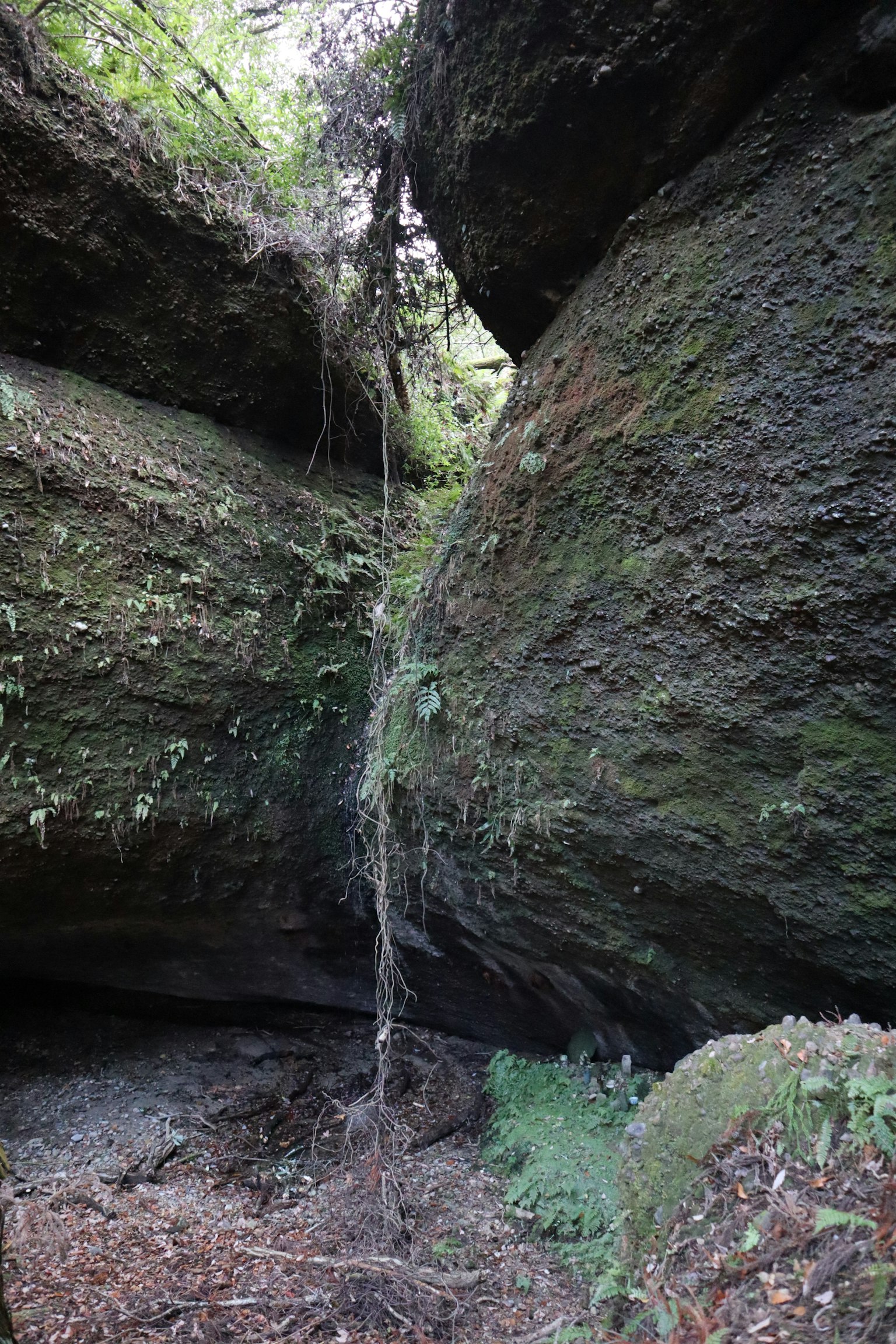 Plants growing between rocks with roots hanging like a waterfall