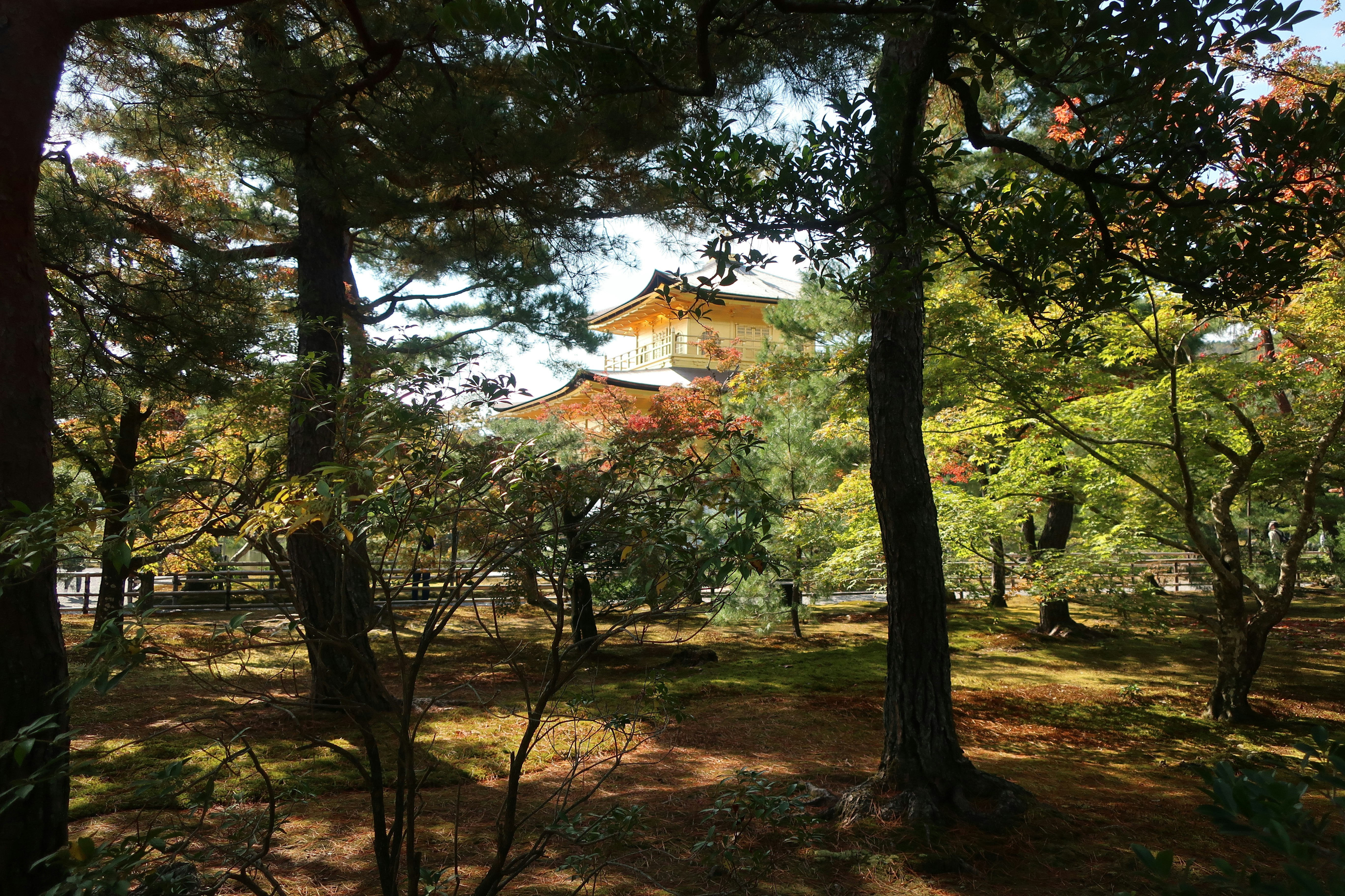 金閣寺の庭園を木々越しに望む景色