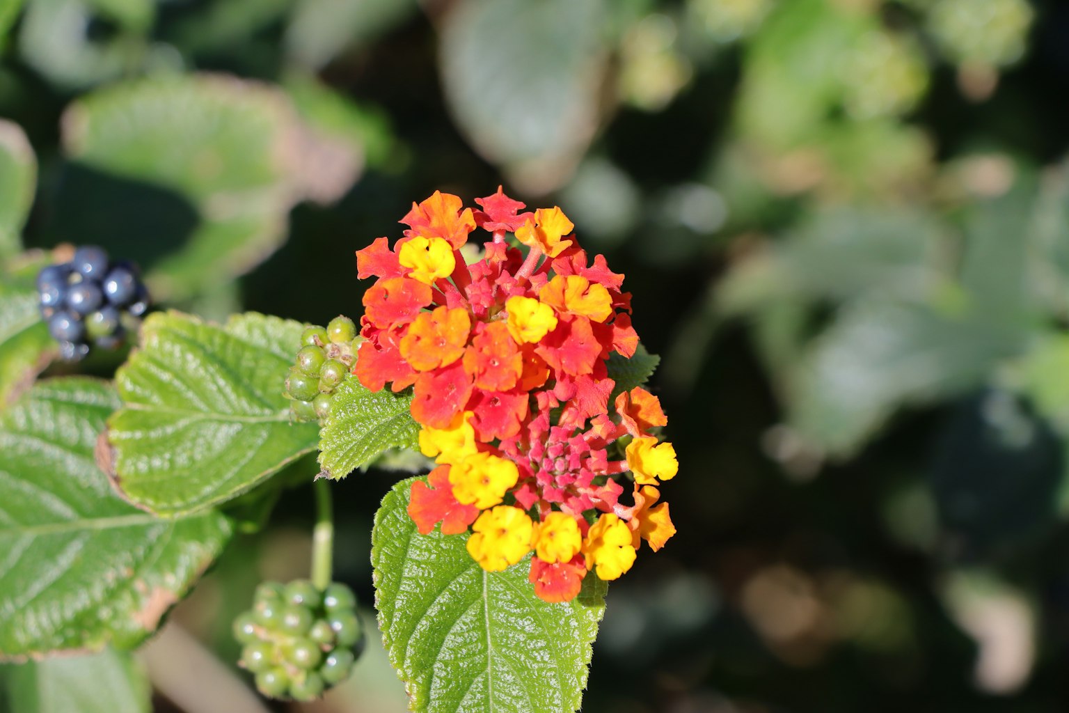 ดอกไม้สีส้มและสีเหลืองสดใสเบ่งบานบนต้นแลนทาน่า