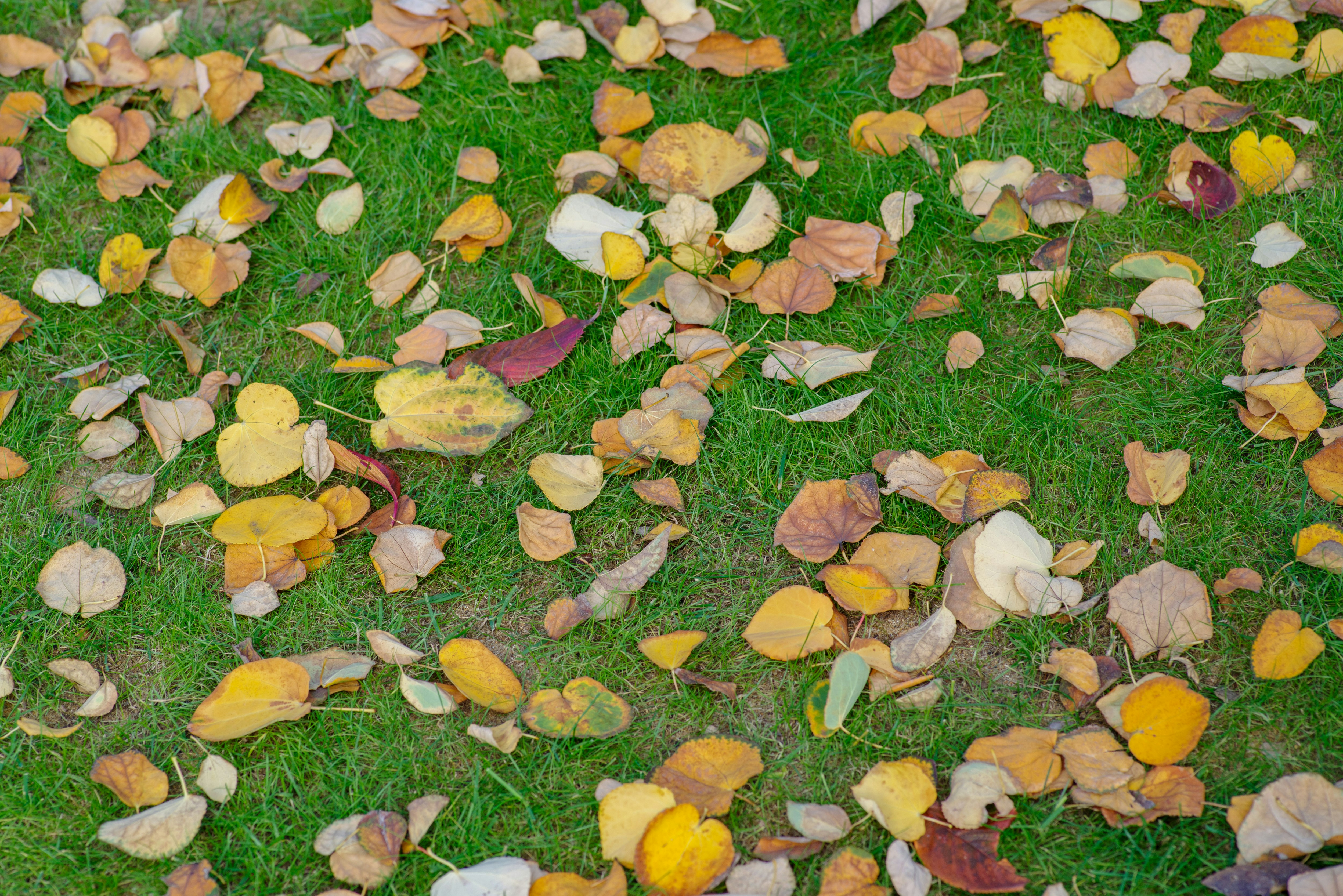 fallen leaves scattered on grass