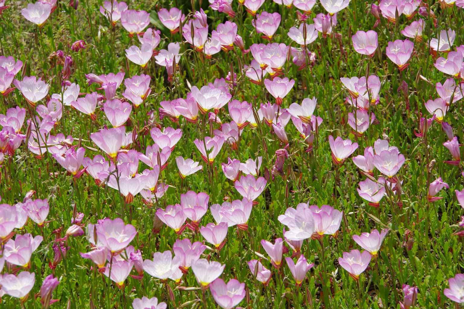 Campo de flores rosas delicadas en plena floración