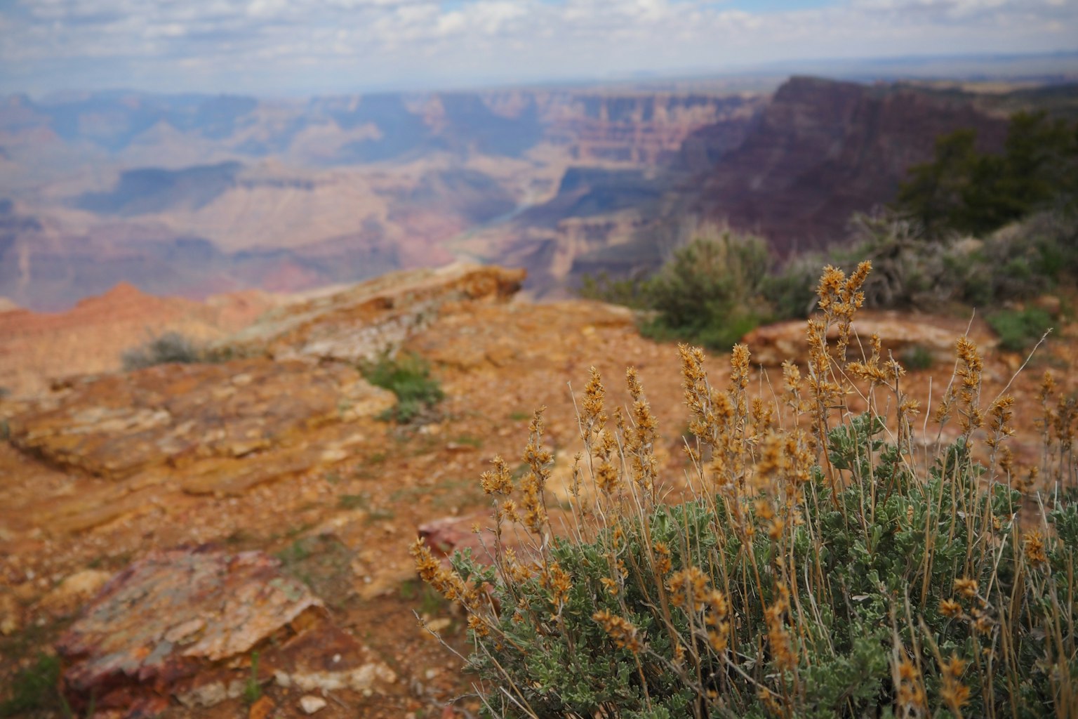 Vue du Grand Canyon avec un terrain rocheux et de la végétation