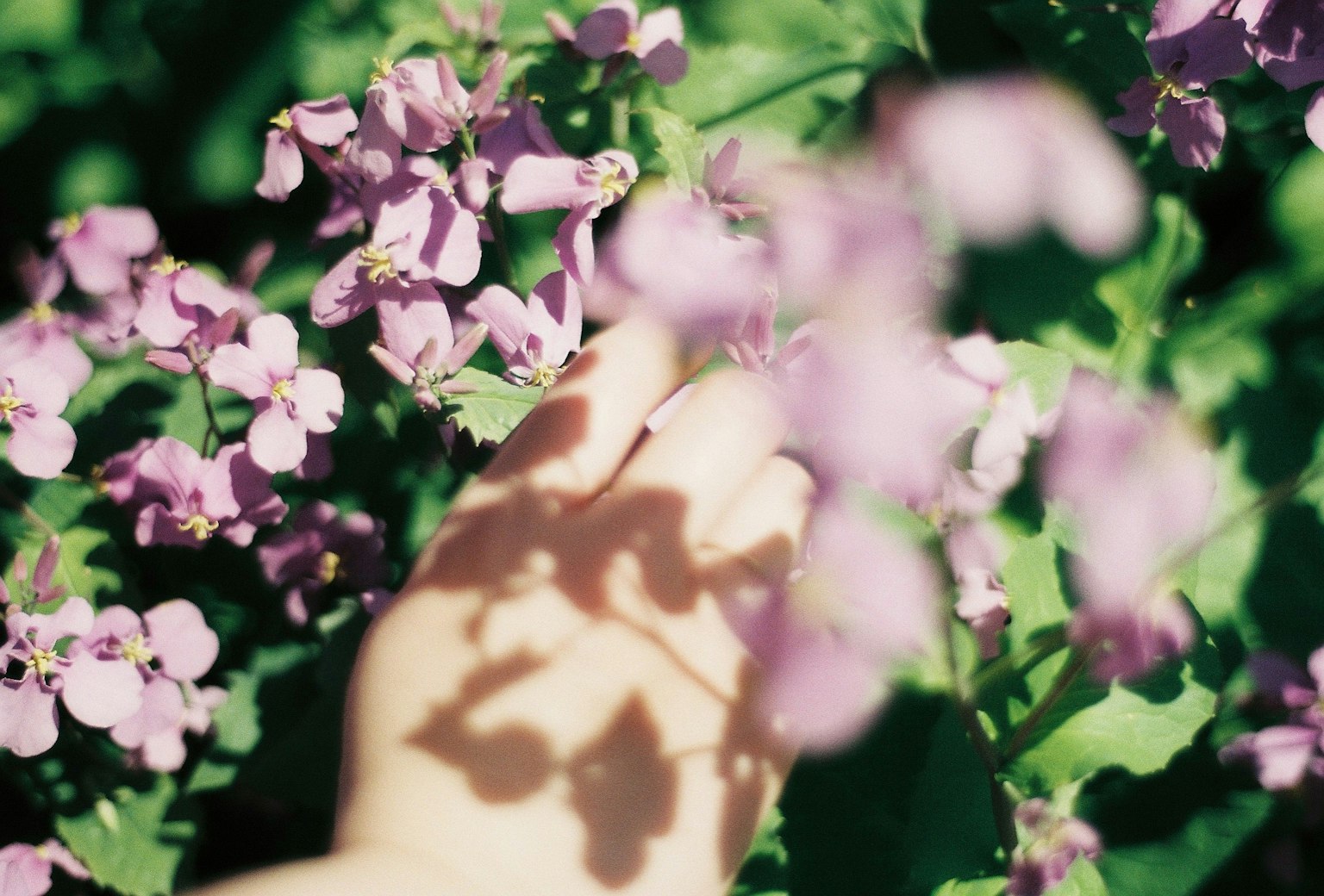 A hand reaching towards purple flowers in a garden
