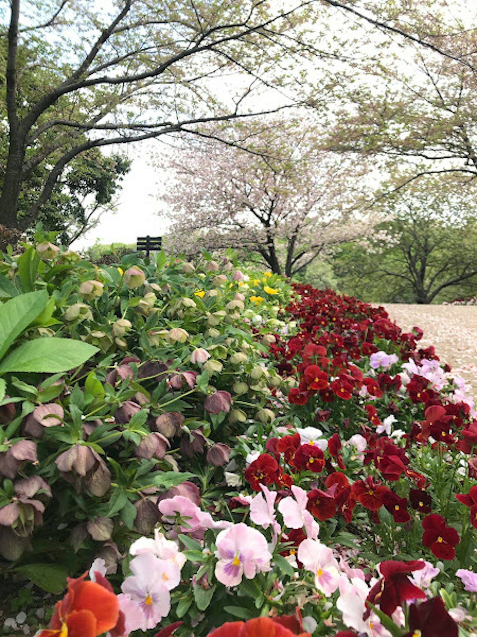Colorful flowers blooming along a park pathway with cherry blossom trees