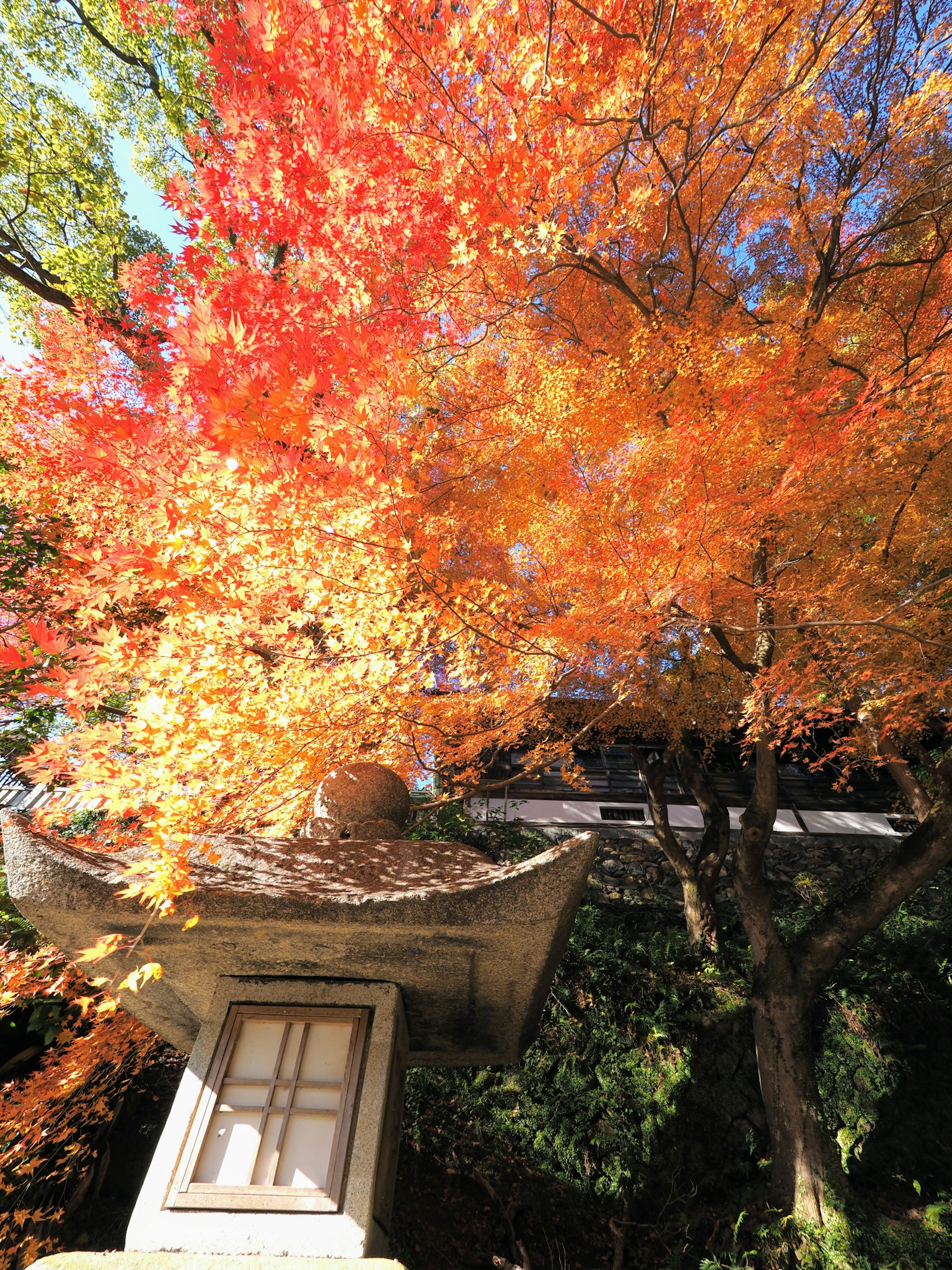 Lebendige Herbstblätter umgeben ein traditionelles japanisches architektonisches Element